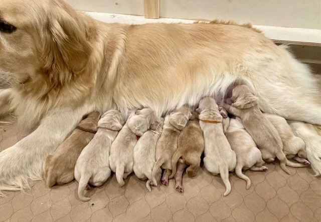 A golden retriever dog lying on the floor with ten newborn puppies nursing from her.