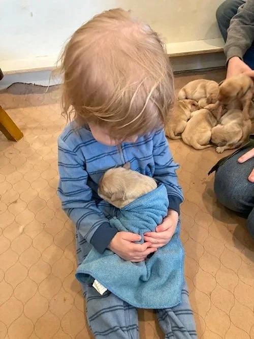 A young child with blonde hair wearing a blue striped pajamas, sitting on the floor, holding a small puppy wrapped in a blue towel. In the background, there are more puppies lying on the floor and a person with a gray sleeve.