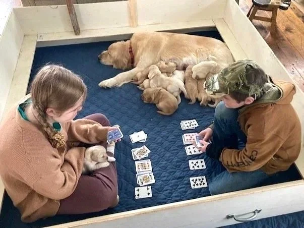 Two children playing cards in a pen with a mother dog and her puppies.