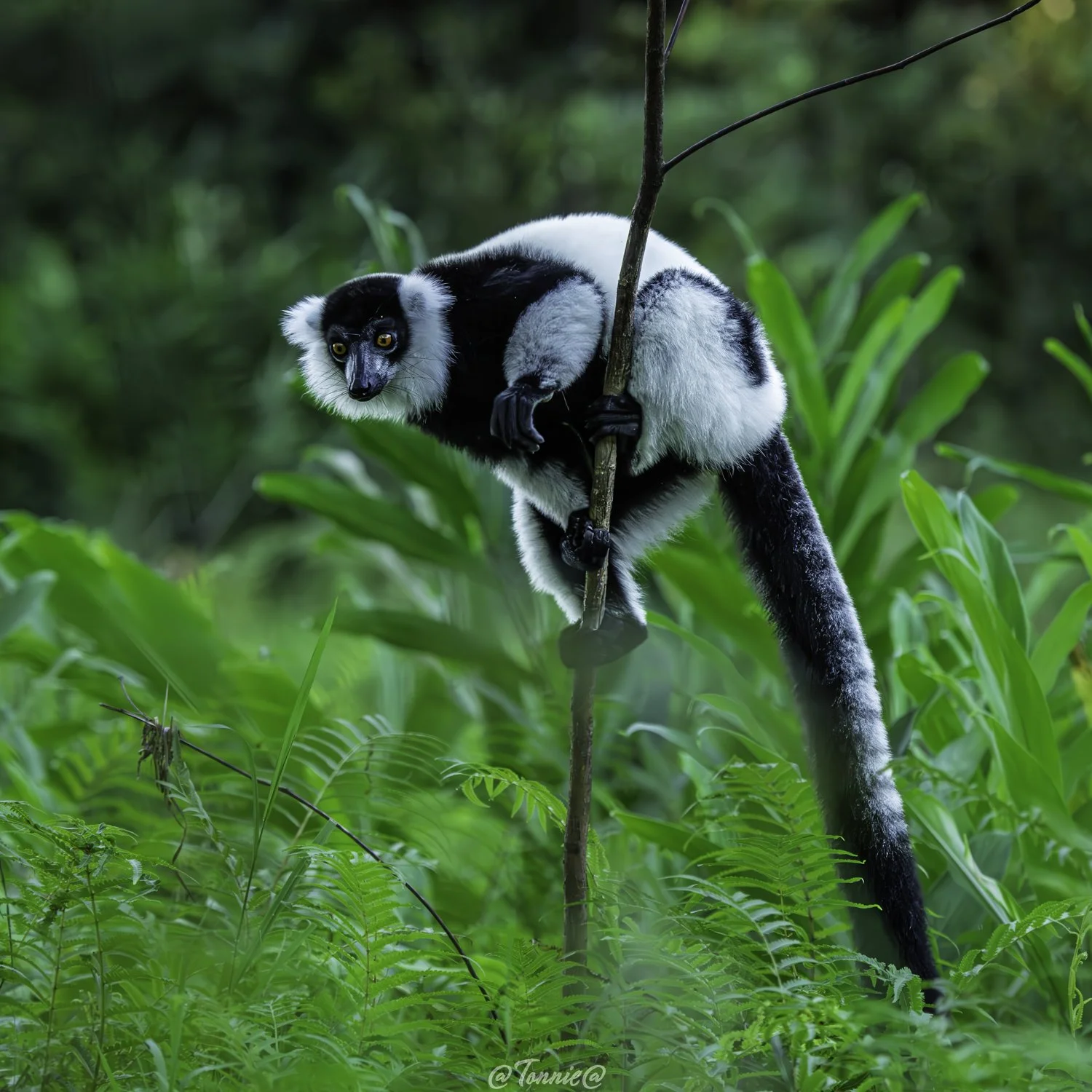Madagascar Maki in het groen 2 ss.jpg