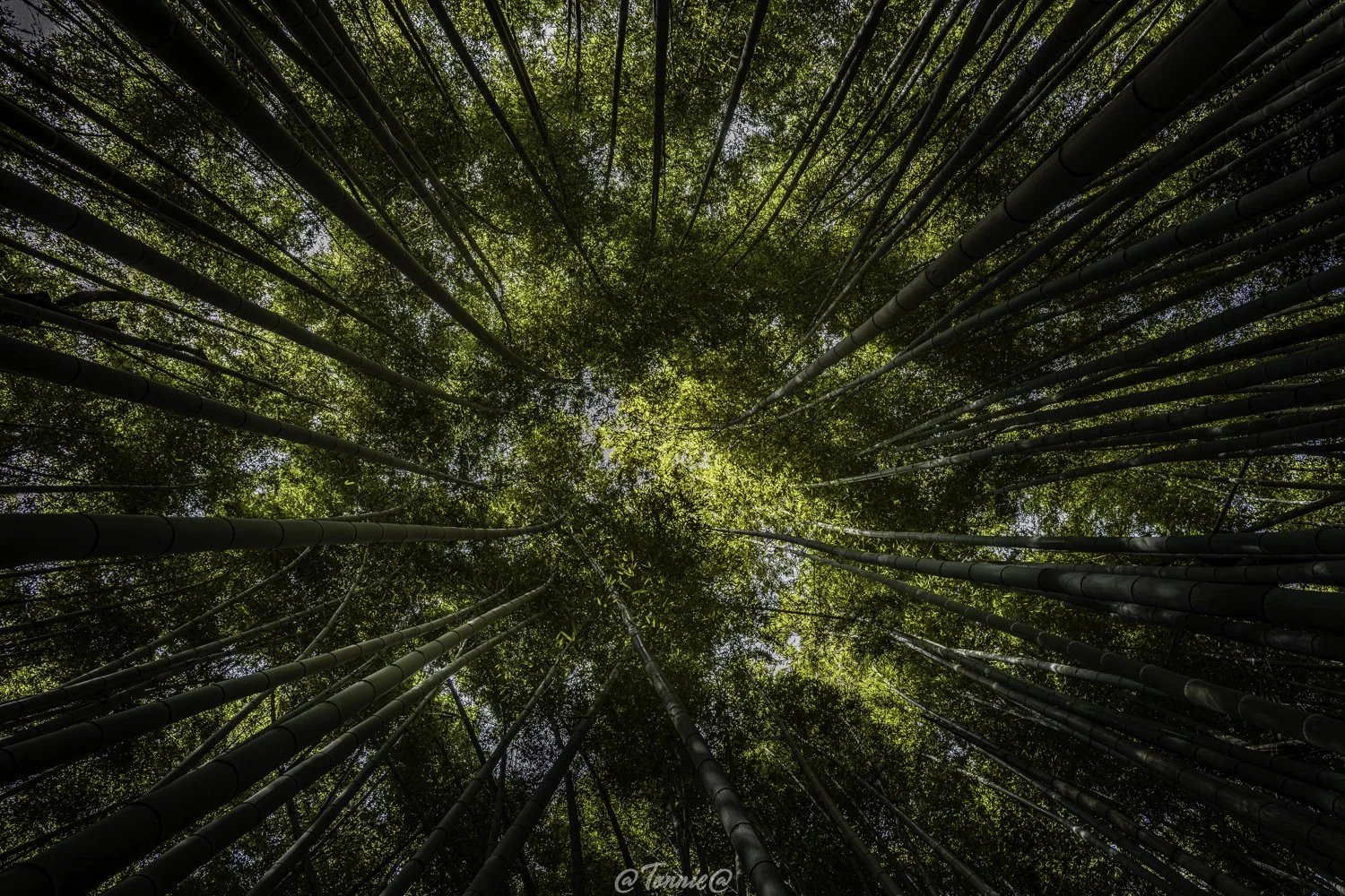 Kyoto bamboo forest sqaurespace.jpg