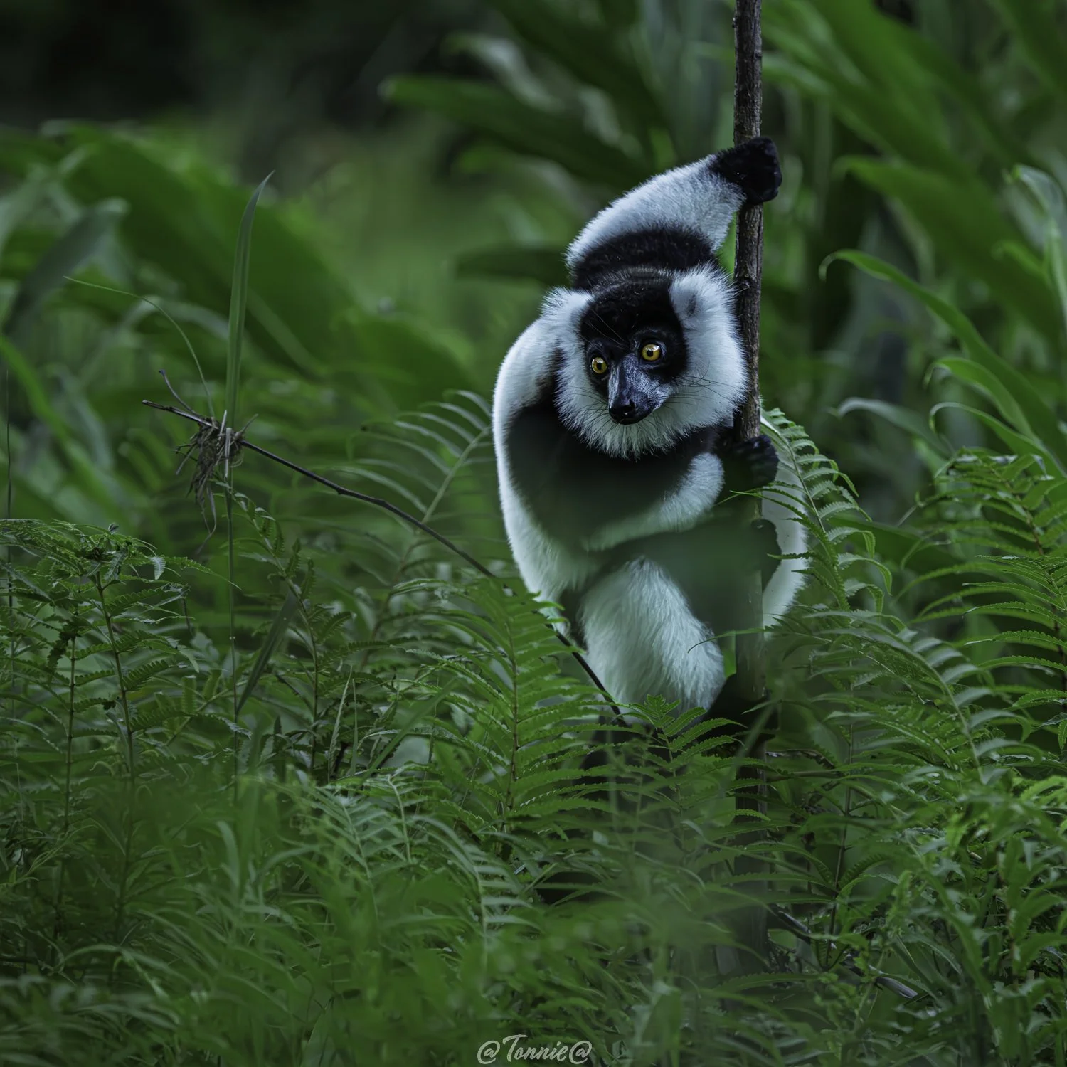 Madagascar lemur i het groen ss.jpg