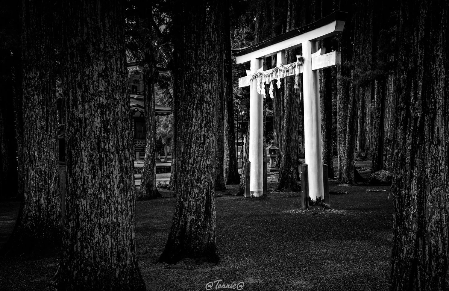 Koyasan torii in zwart wit squarespace 2.jpg