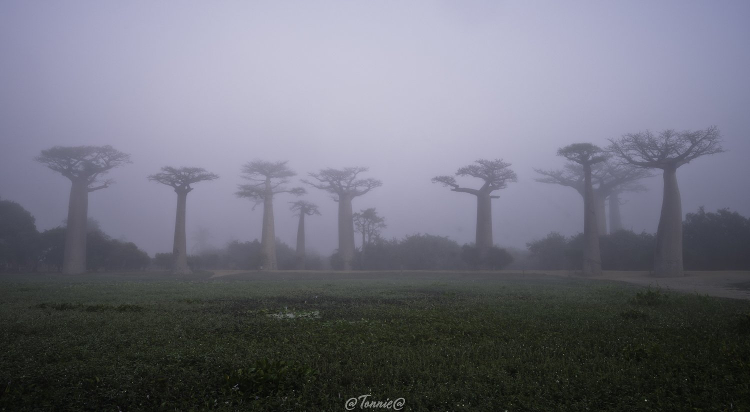 Madagascar Avenue des  Baobab in the mist ss.jpg