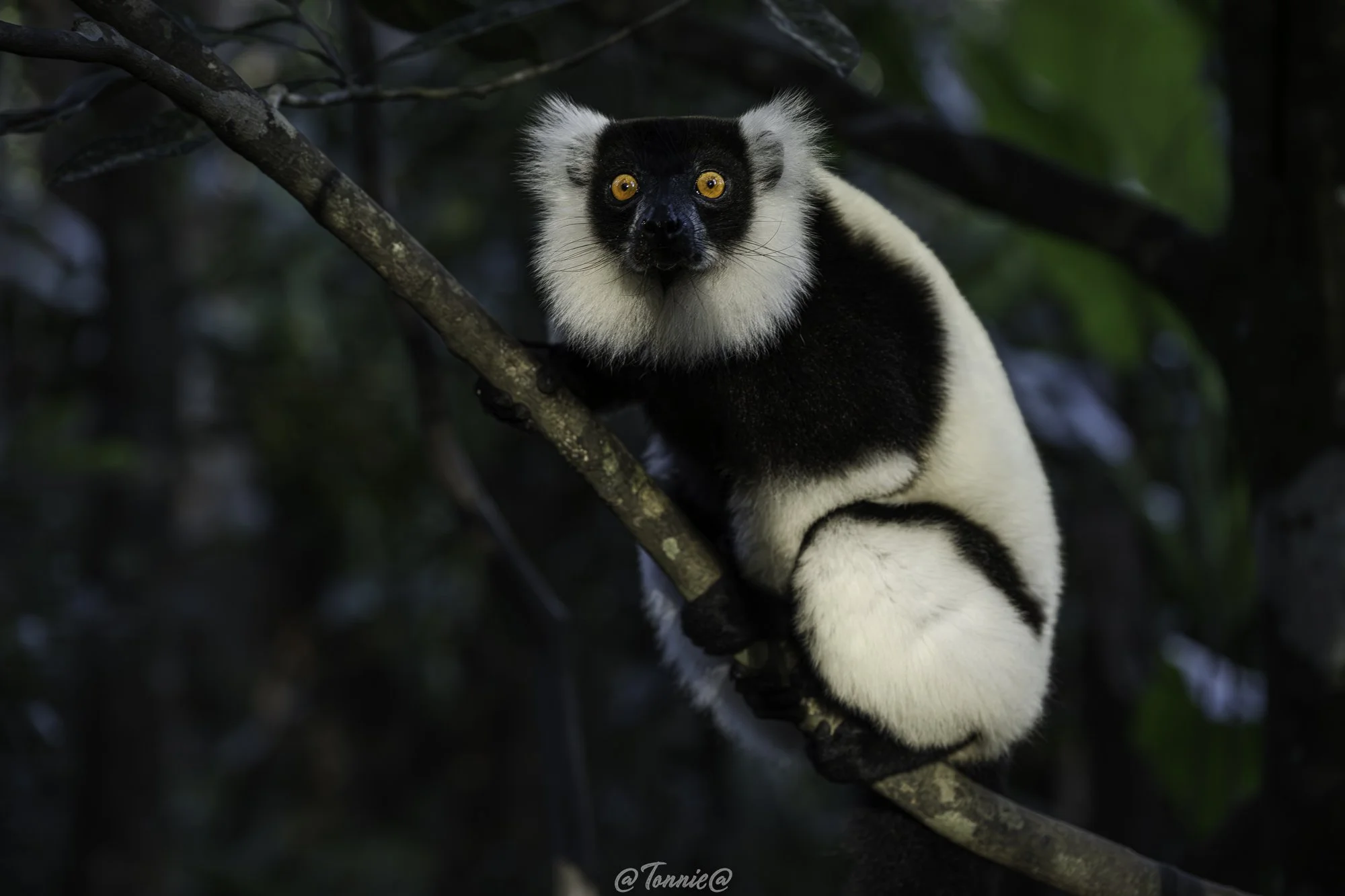 Madagascar Maki in de boom 2 ss.jpg