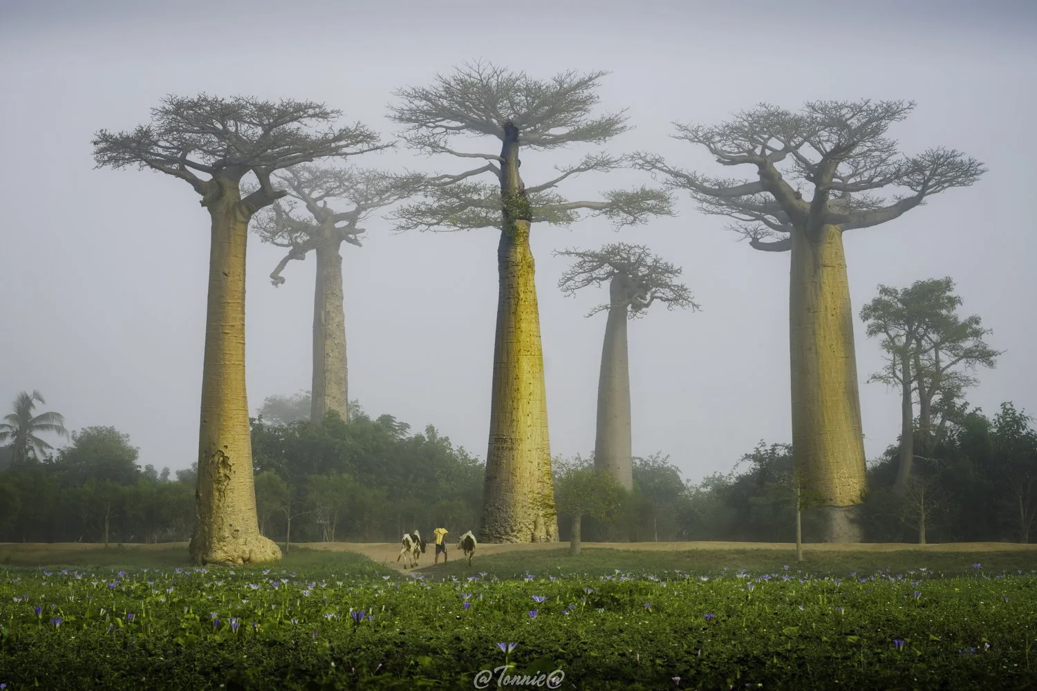Madagascar Avenue de Baobab in de mist met zebu ss.jpg