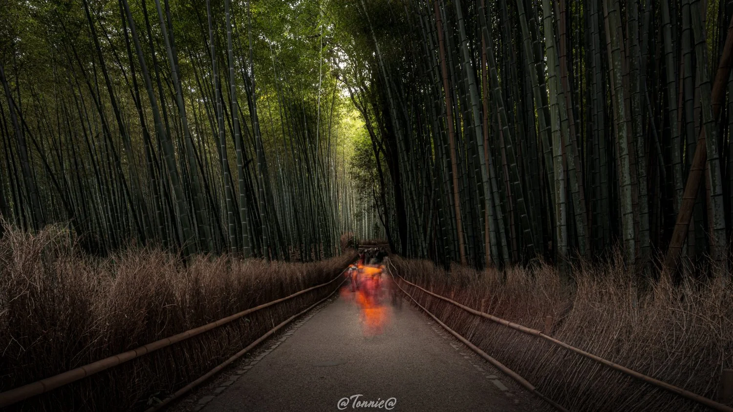 Kyoto bamboo bos Arashiyama squarespace 2.jpg