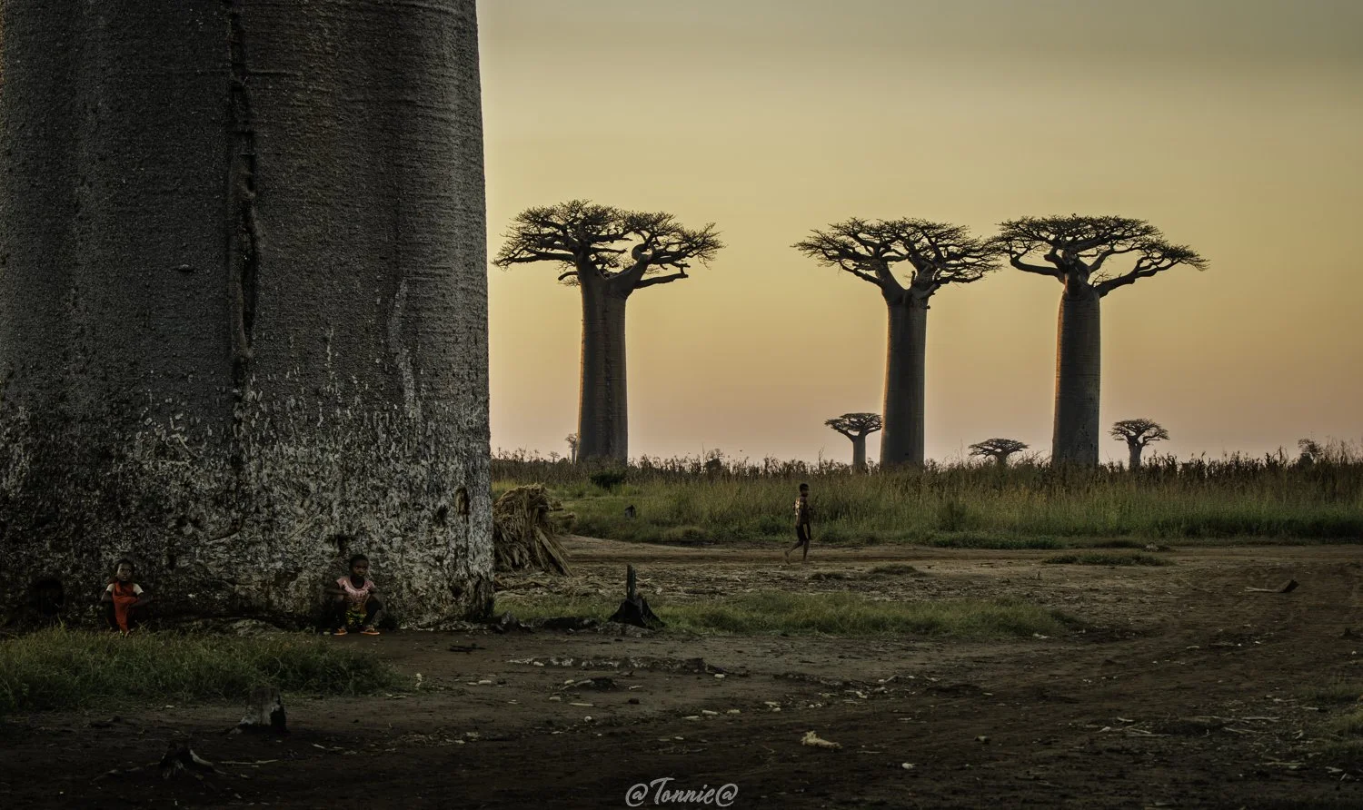 Madagascar 3 baobabs met kinderen ss.jpg