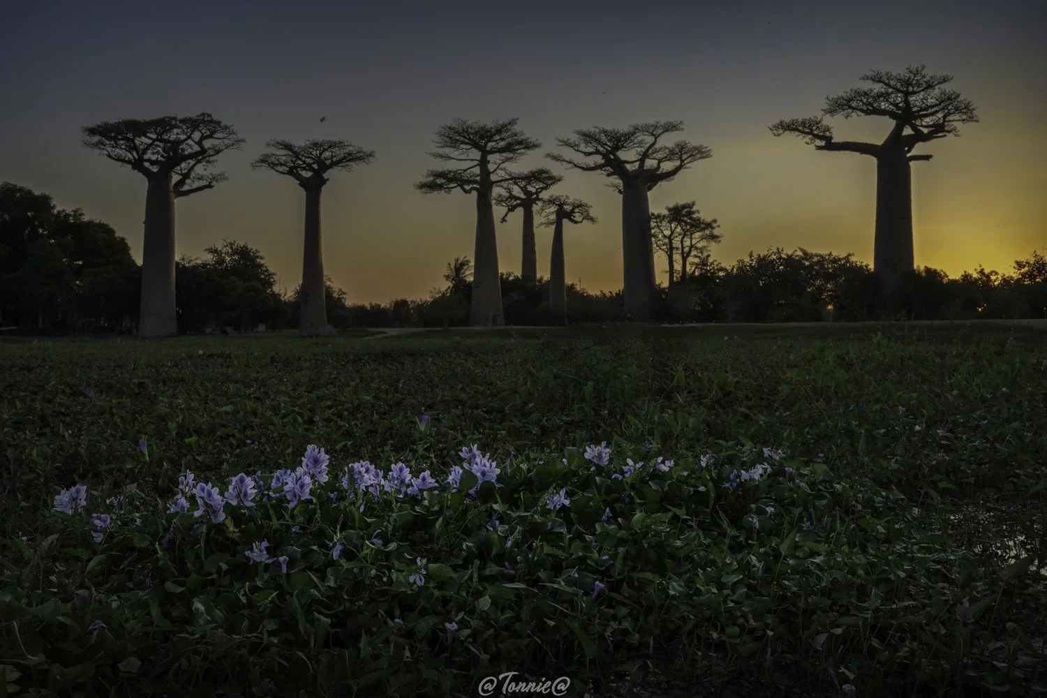 Madagascar Baobabs classic met hyacinth in de voorgrond ss.jpg