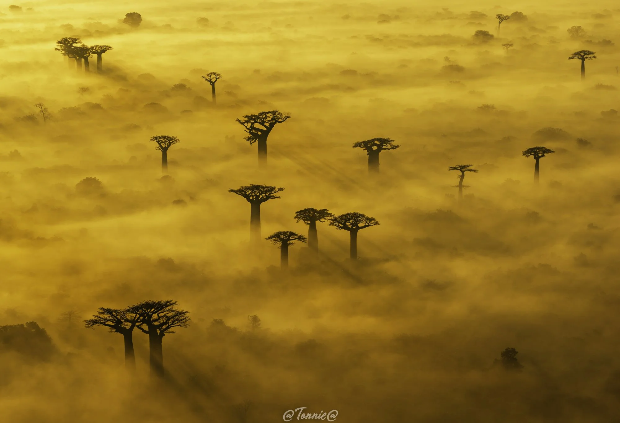 Madagascar Drone Mist baobabs met schaduwstralen ss.jpg