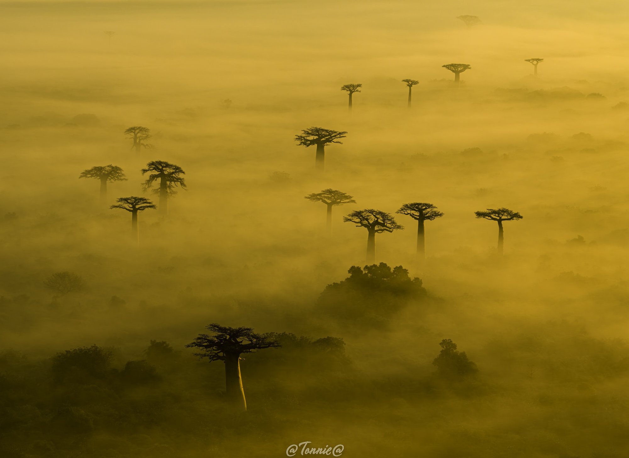 Baobab Avenue mist overzicht 1 ss.jpg