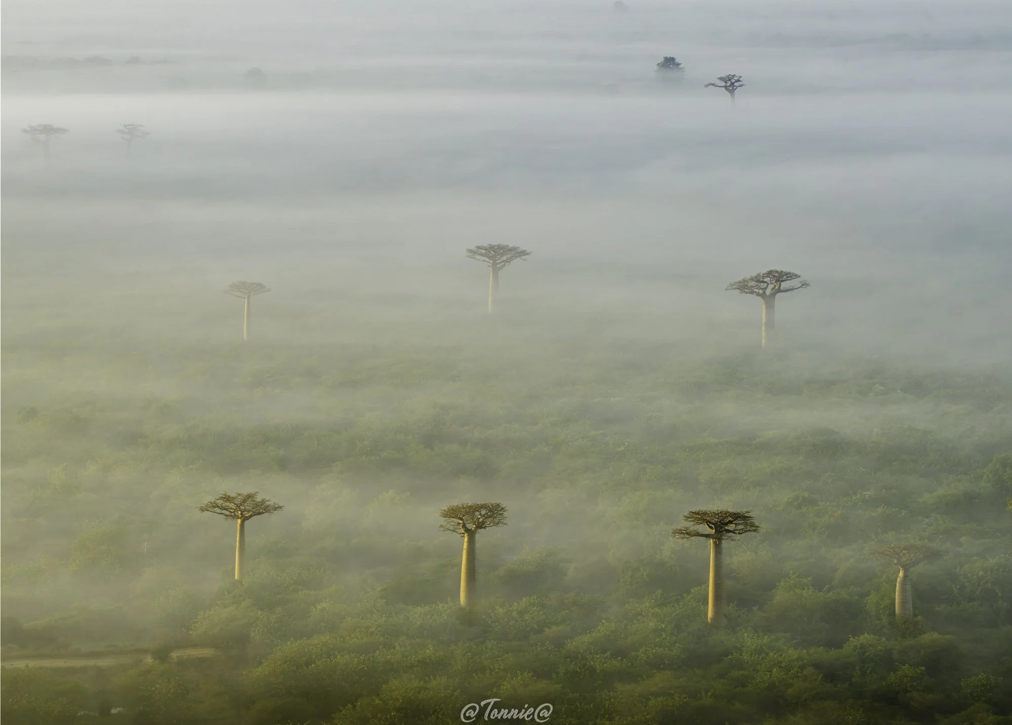 Madagascar Drone Avenue groen ochtendlicht ss.jpg