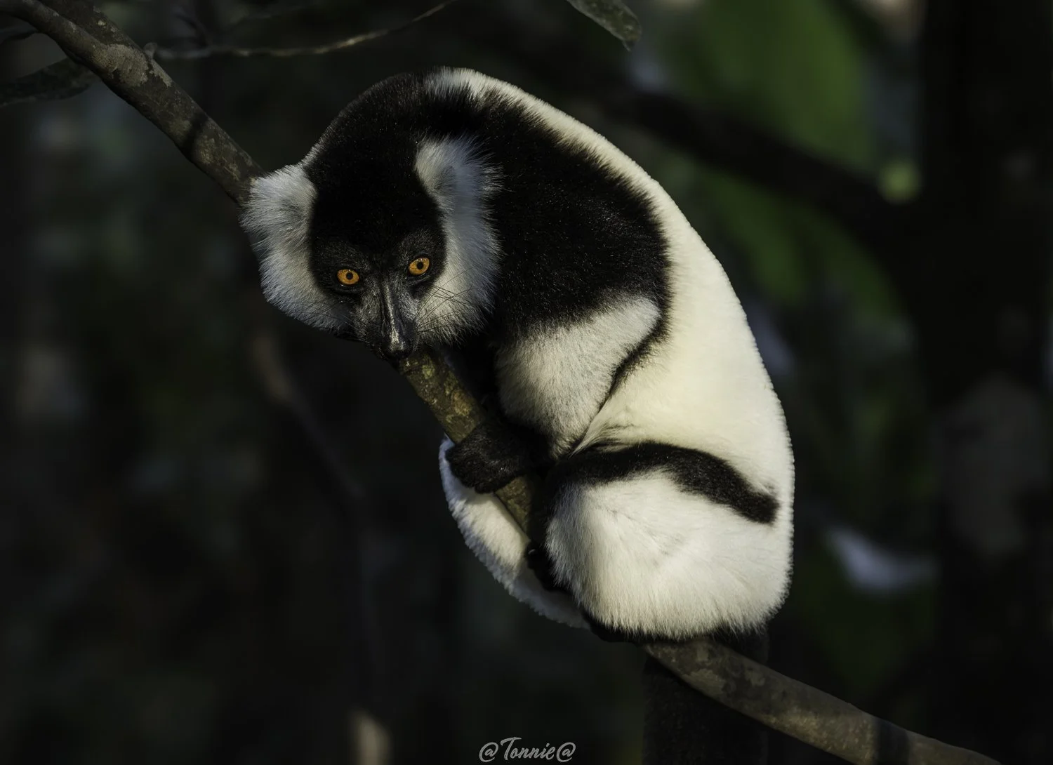 Madagascar lemur in het bos looking around  3 ss.jpg