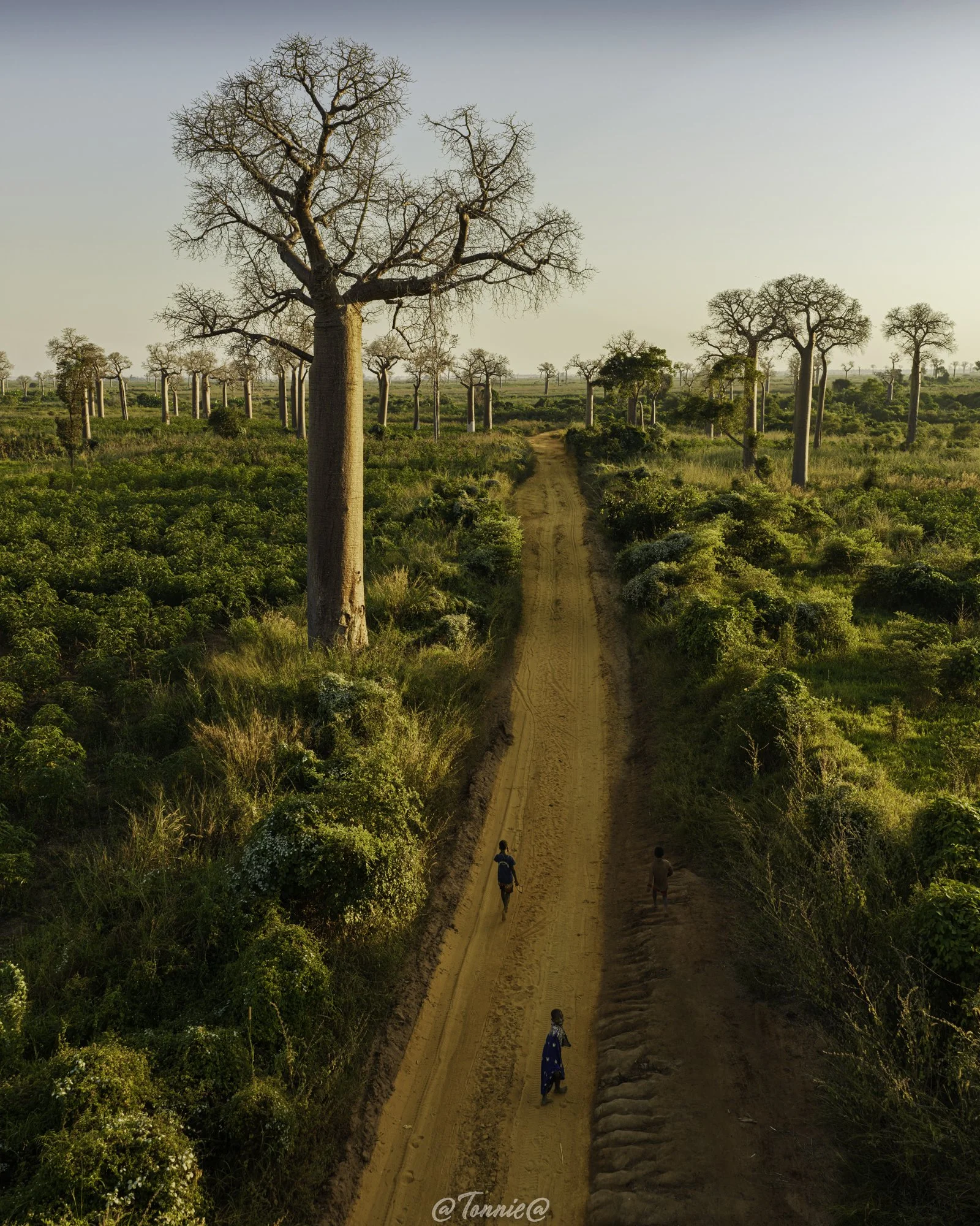 Baobabs met 3 kinderen ss.jpg