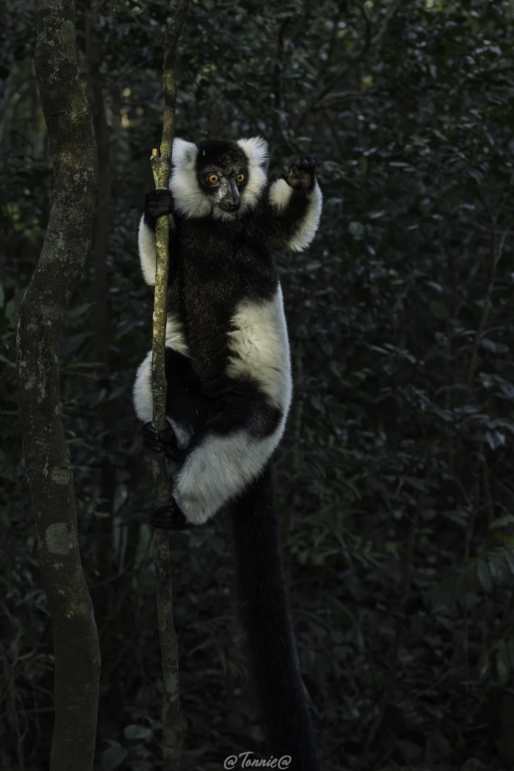 Madagascar lemur in het bos ss.jpg