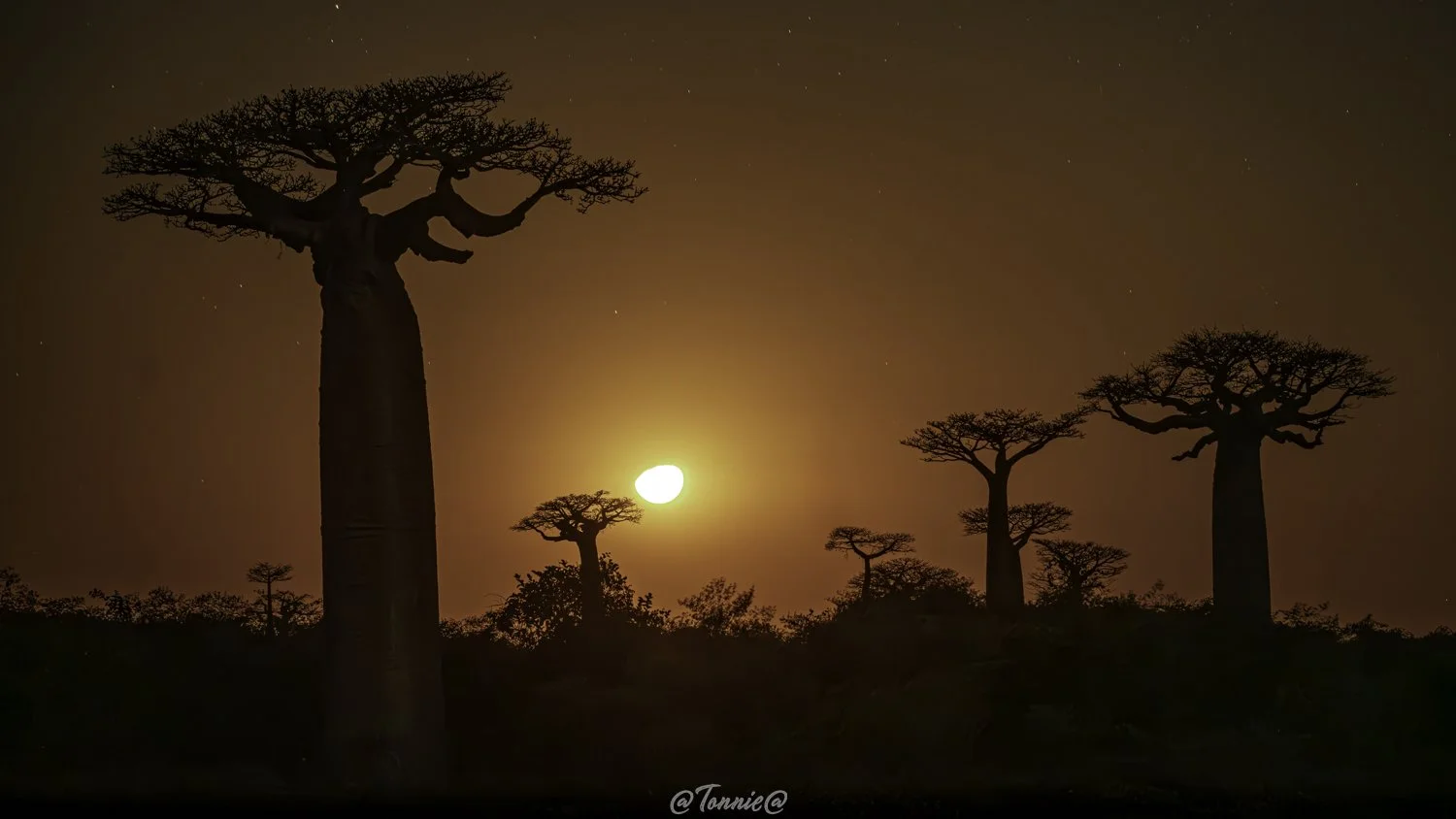 Madagascar Baobabs rising moon  ss.jpg