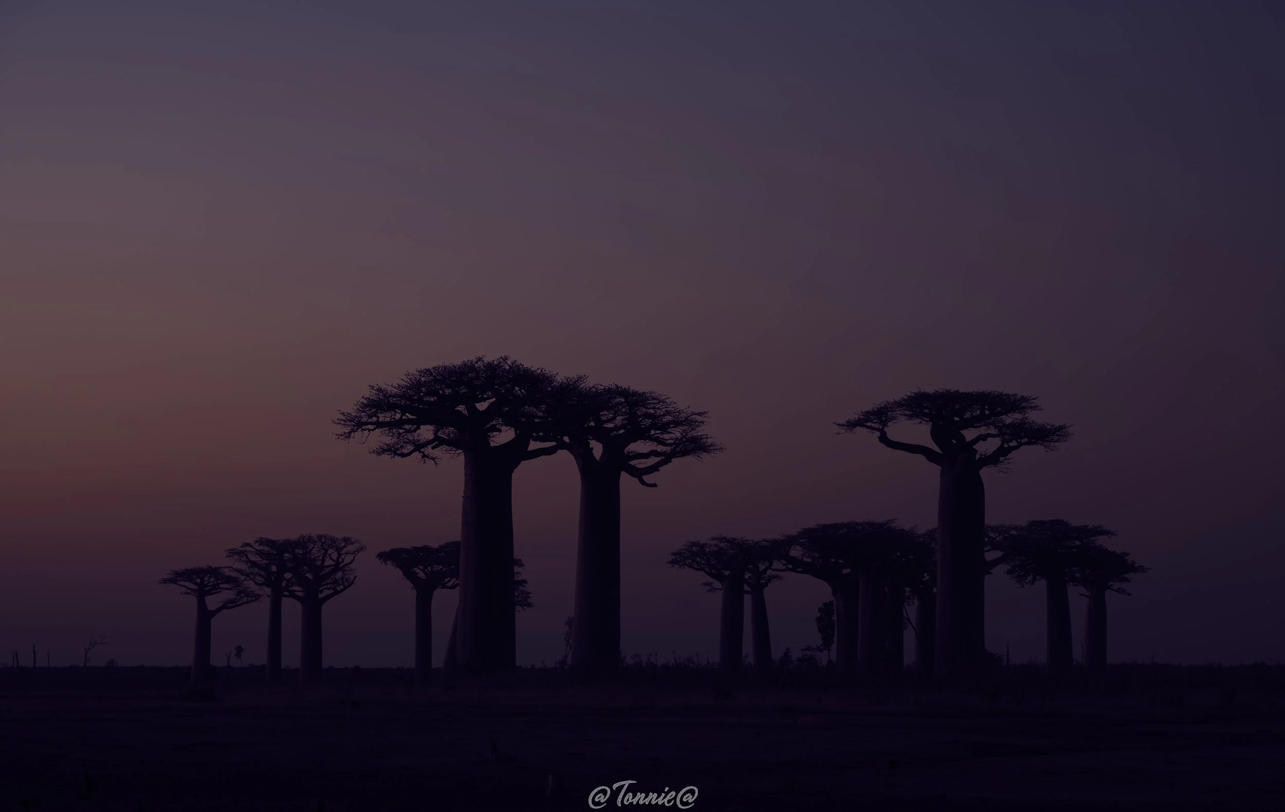 Madagascar 3 baobabs with sunset purple .jpg