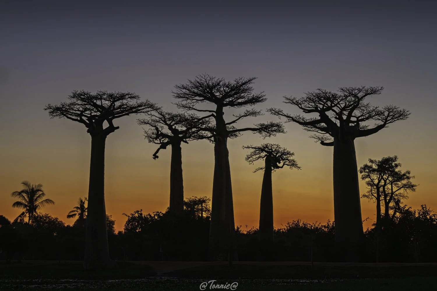 Baobab Avenue the classicn look with sunset ss.jpg