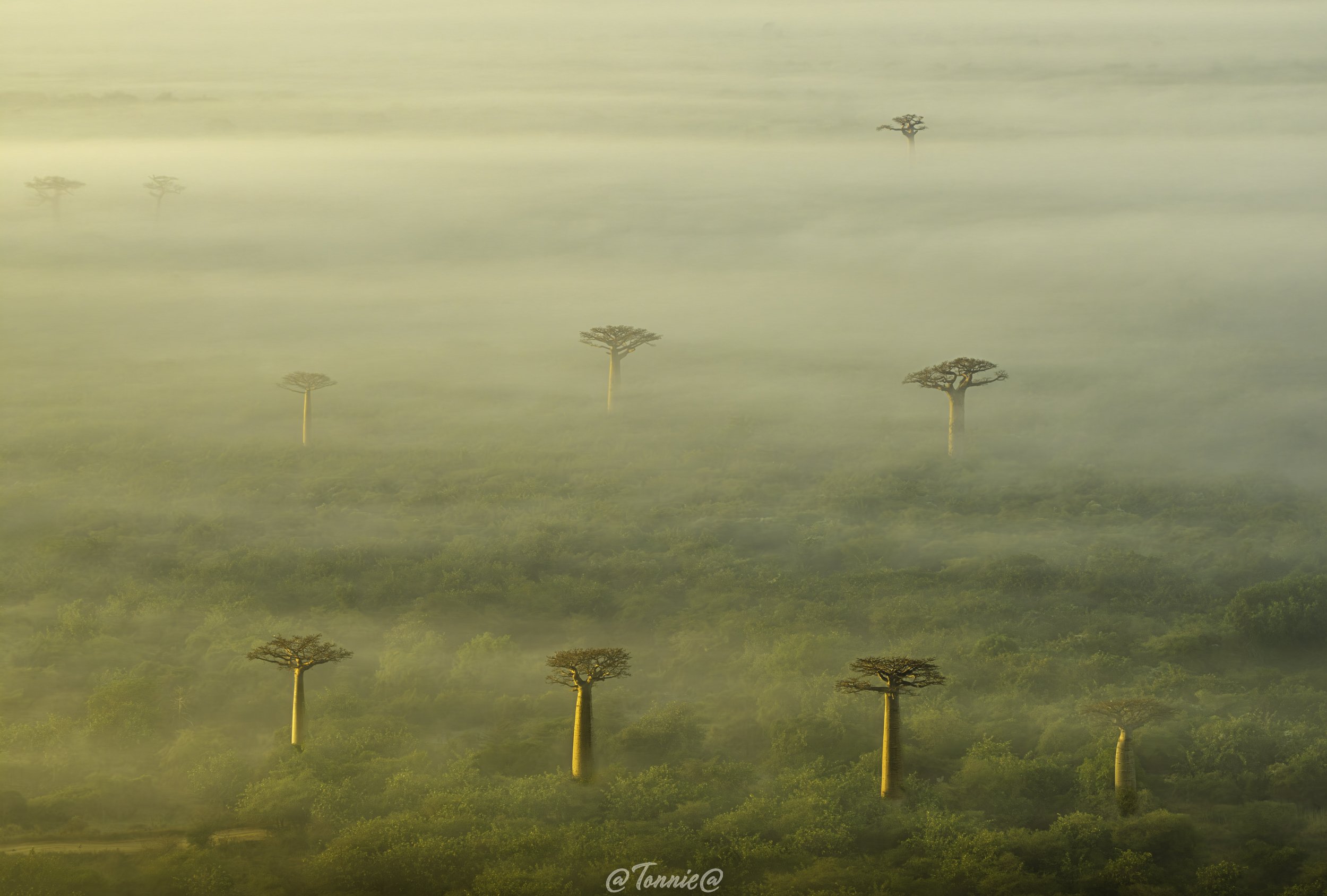 Madagascar Drone sunrise met groen 2 ss.jpg
