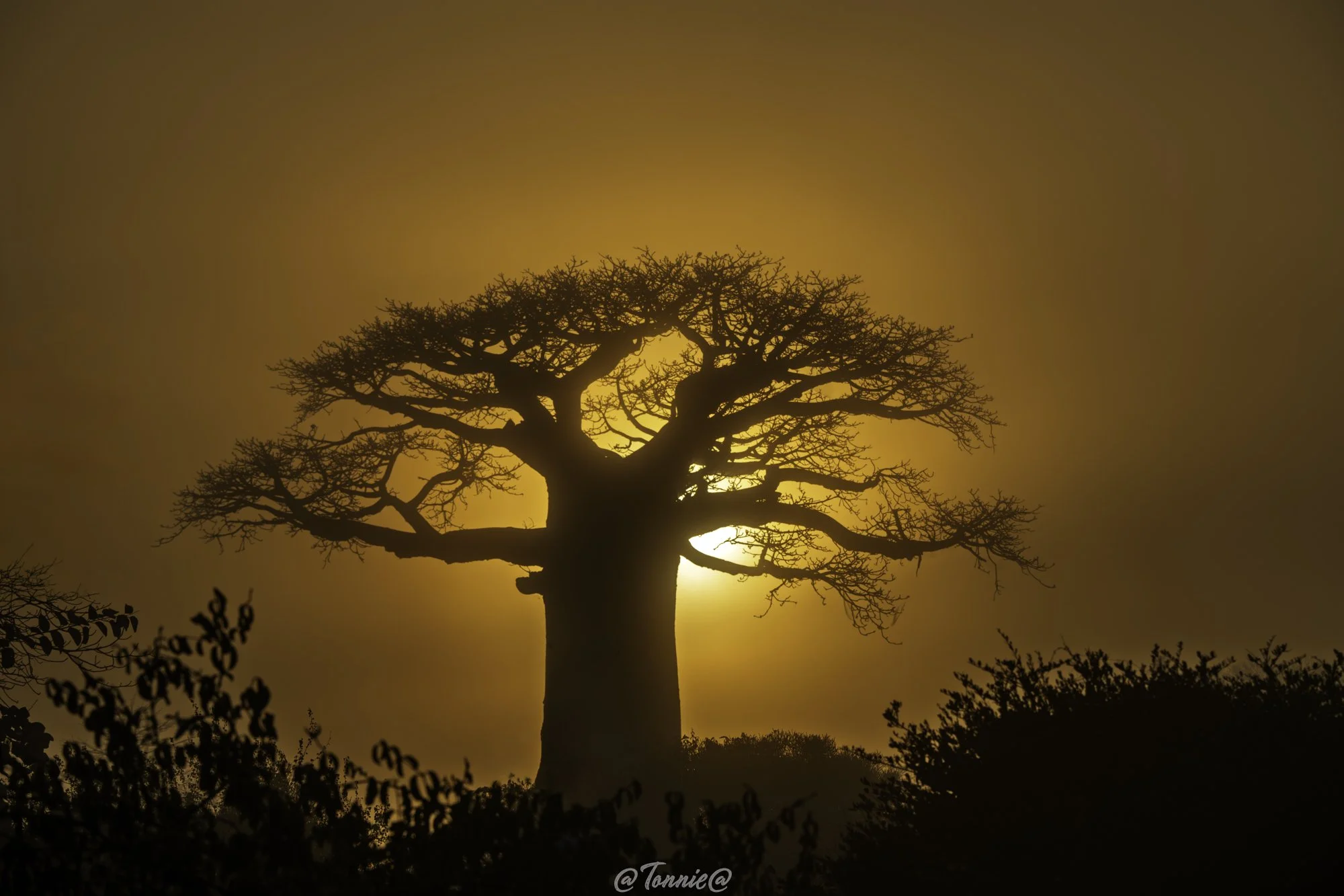 Madagascar baobab with sunrise in afoggy morning ss.jpg