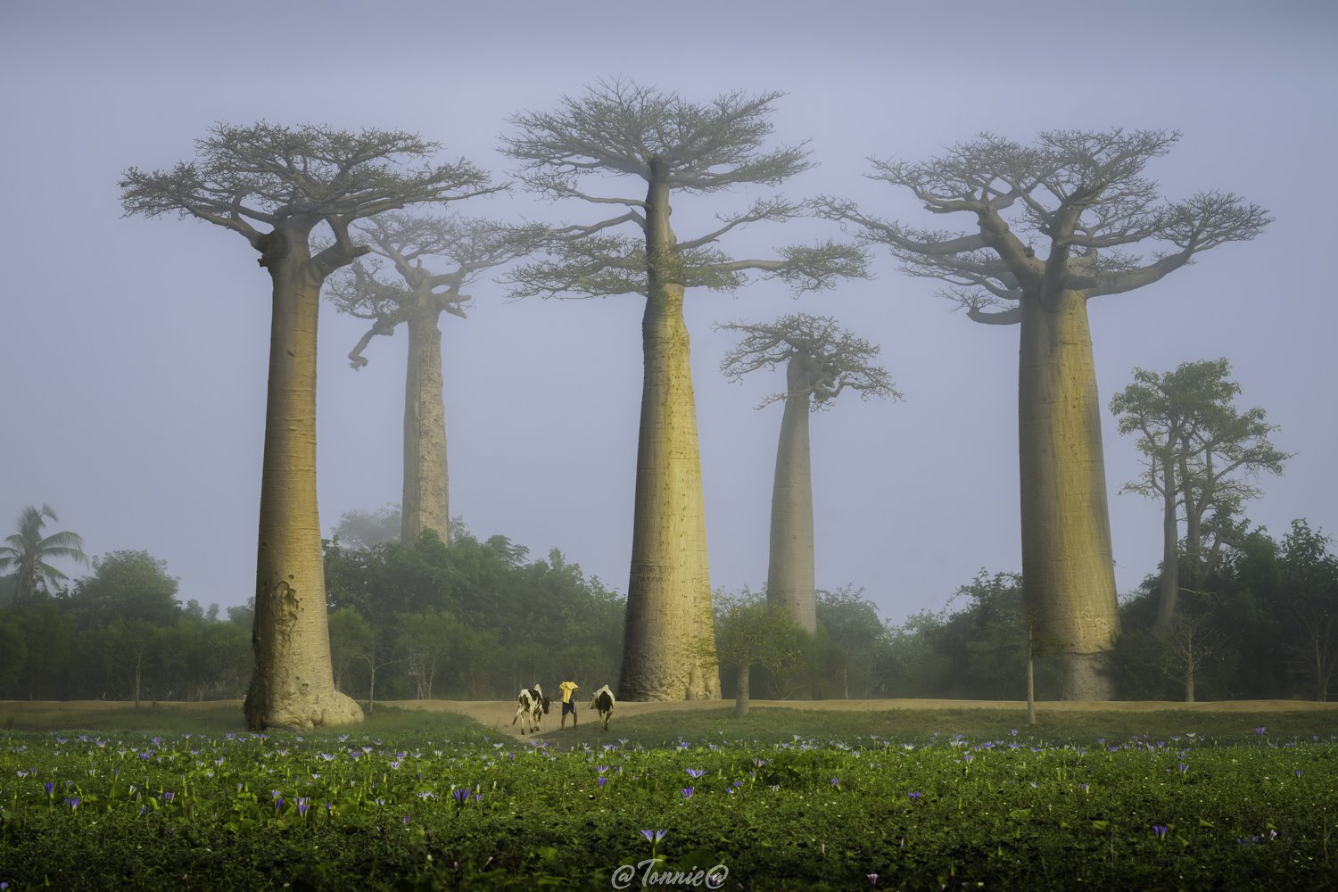 Madagascar