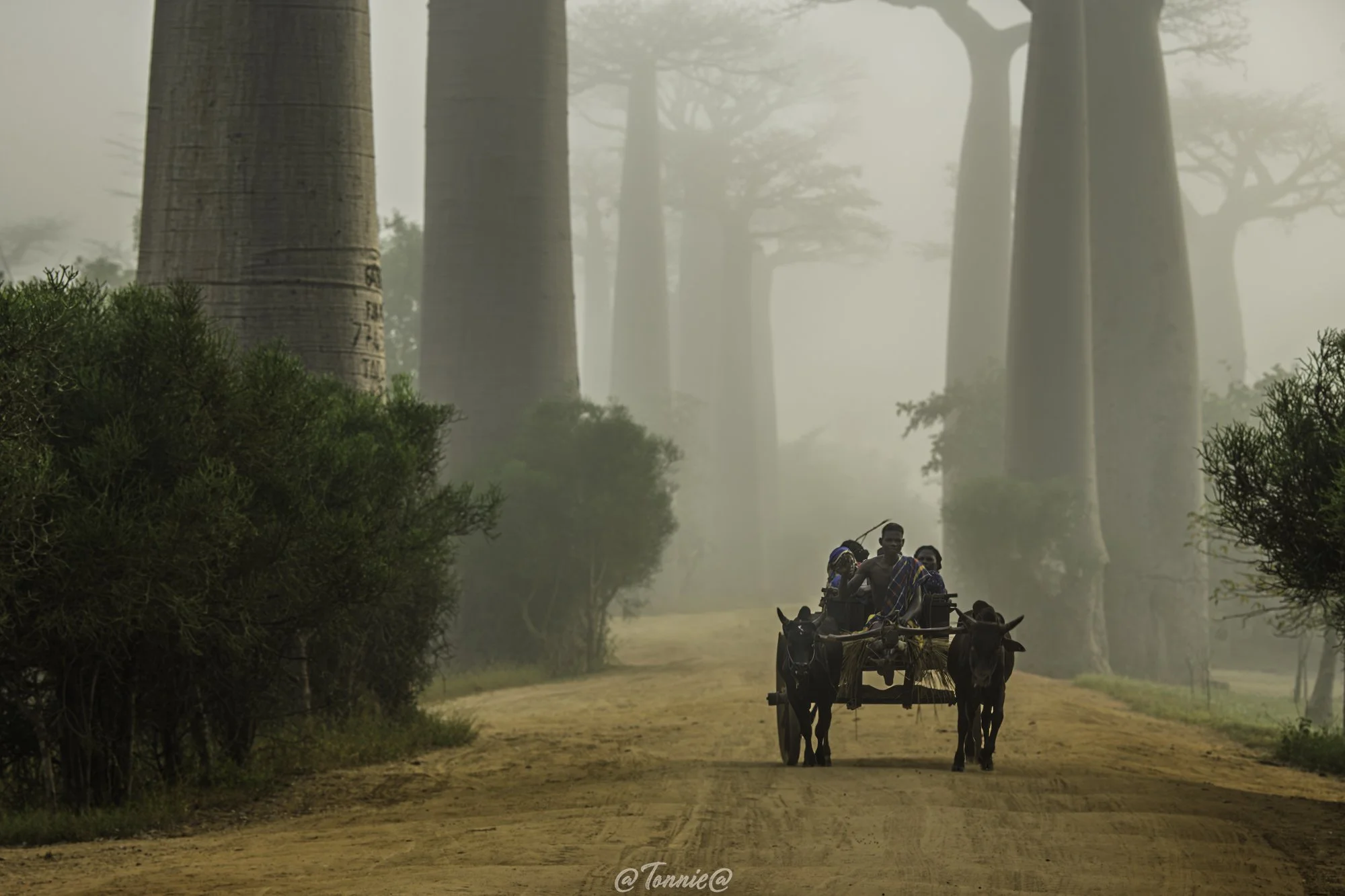 Baobab Avenue Zebu kar ss.jpg