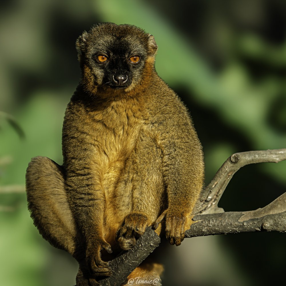 Madagascar Maki bruin in de boom  ss.jpg