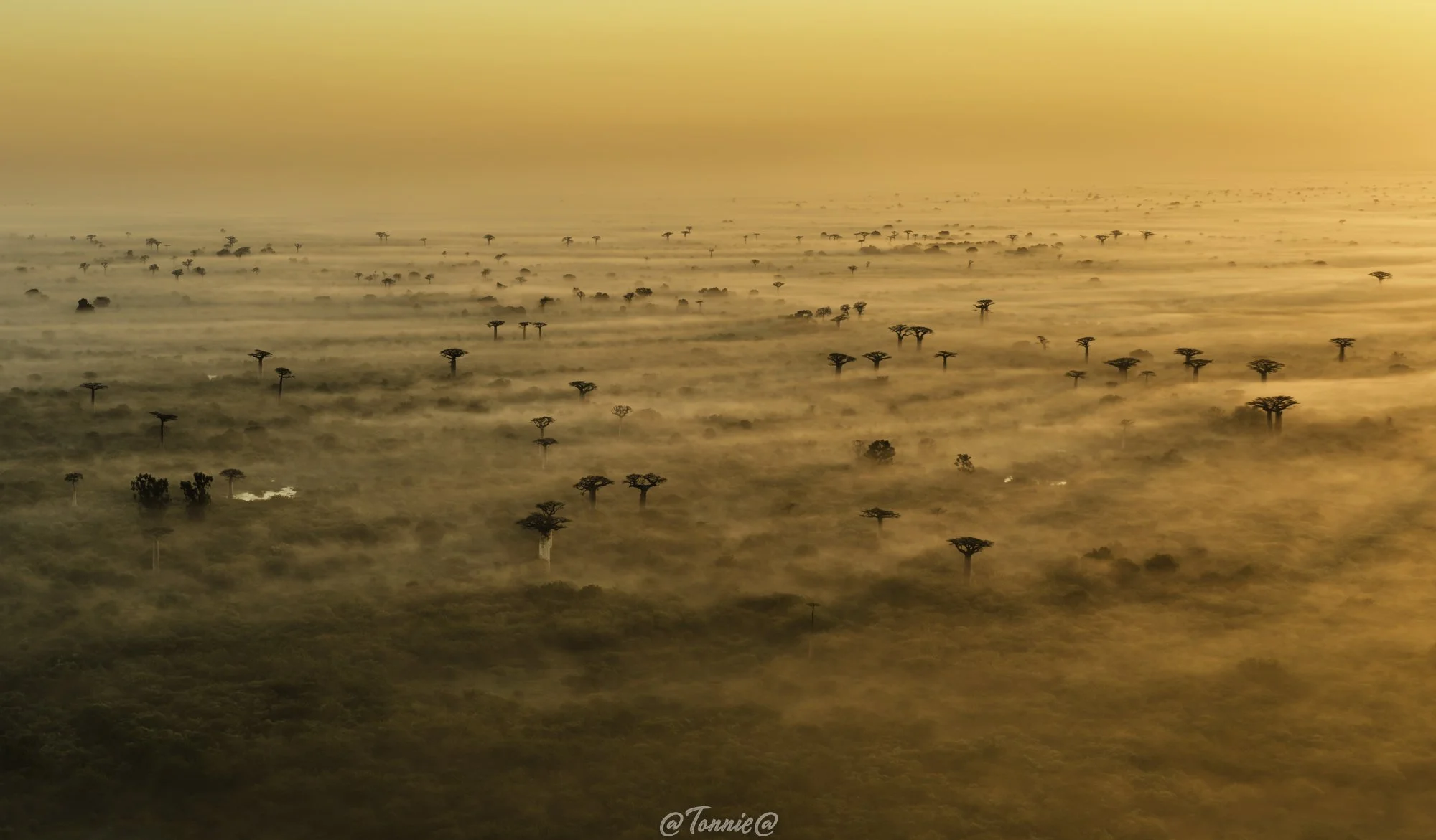 Madagascar Baobabs in the mist ss.jpg