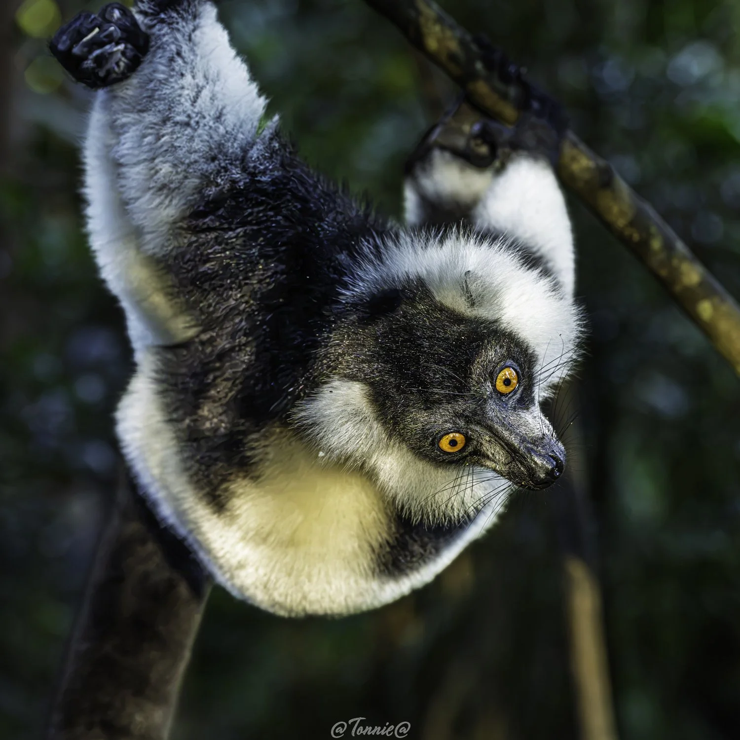 Madagascar lemur in het bos hanging around  2ss.jpg