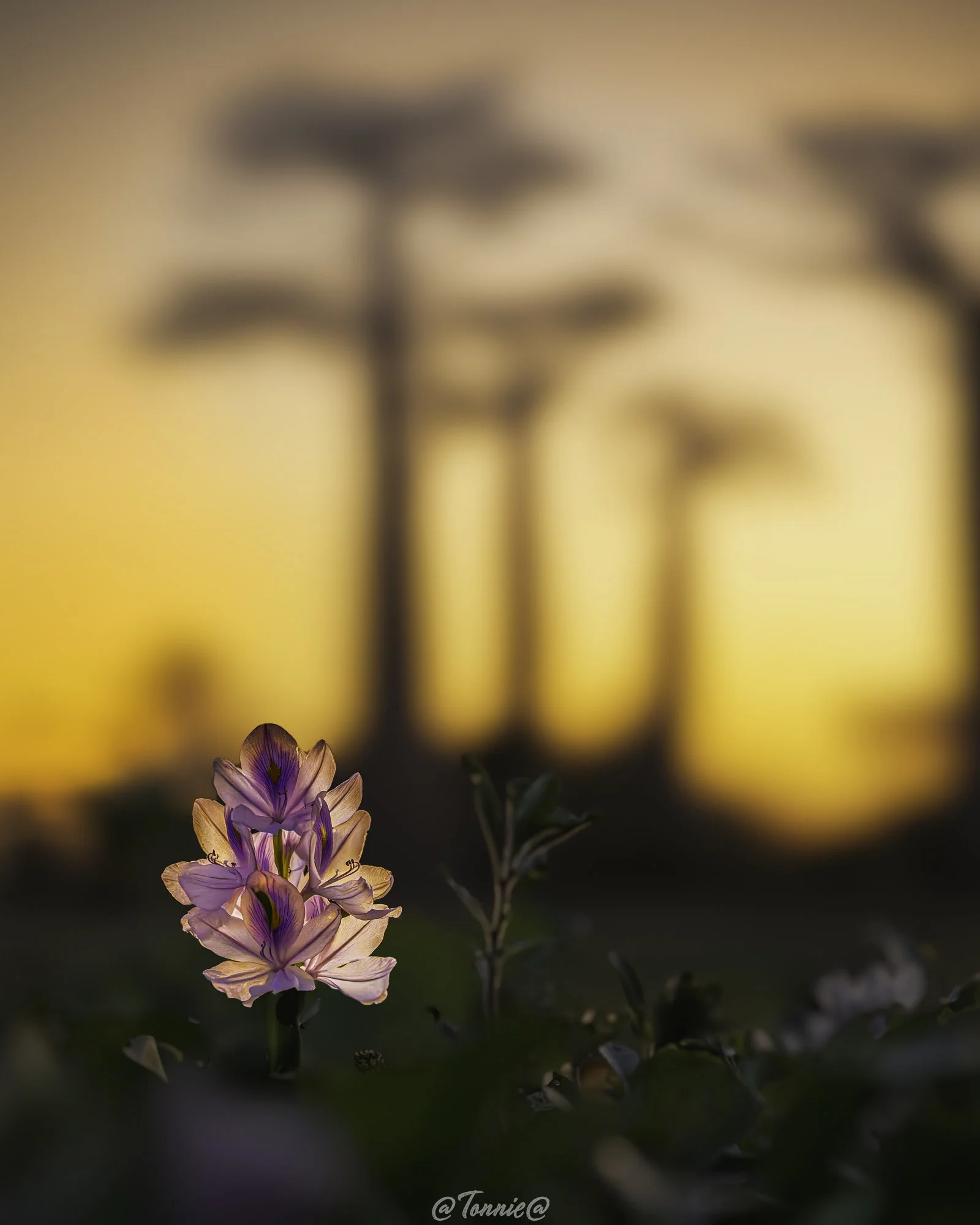 Baobab Avenue  purple flower ss 2.jpg
