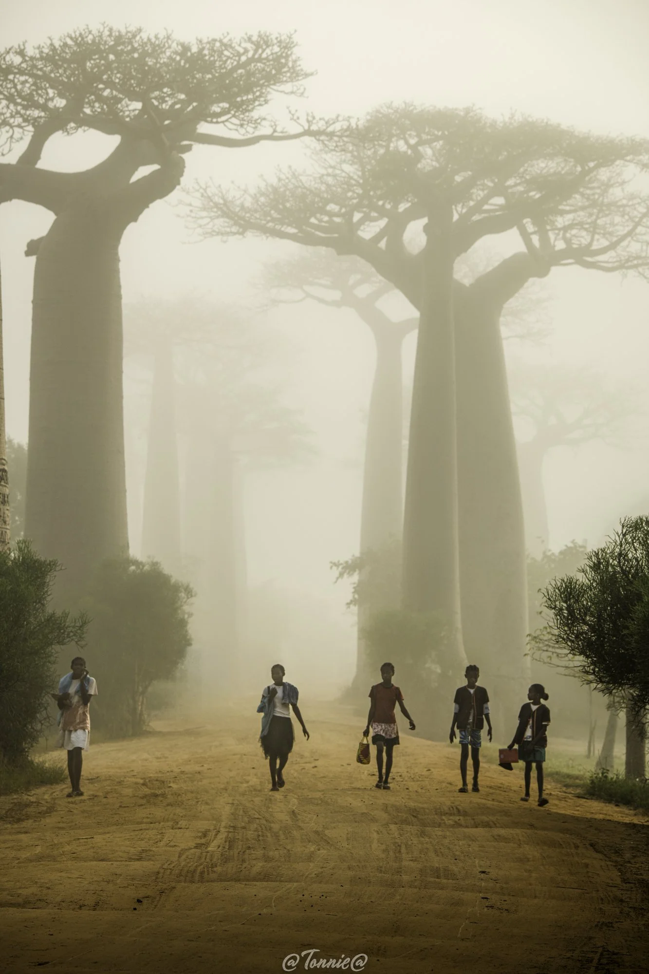 Baobab Avenue 5 kids ss.jpg