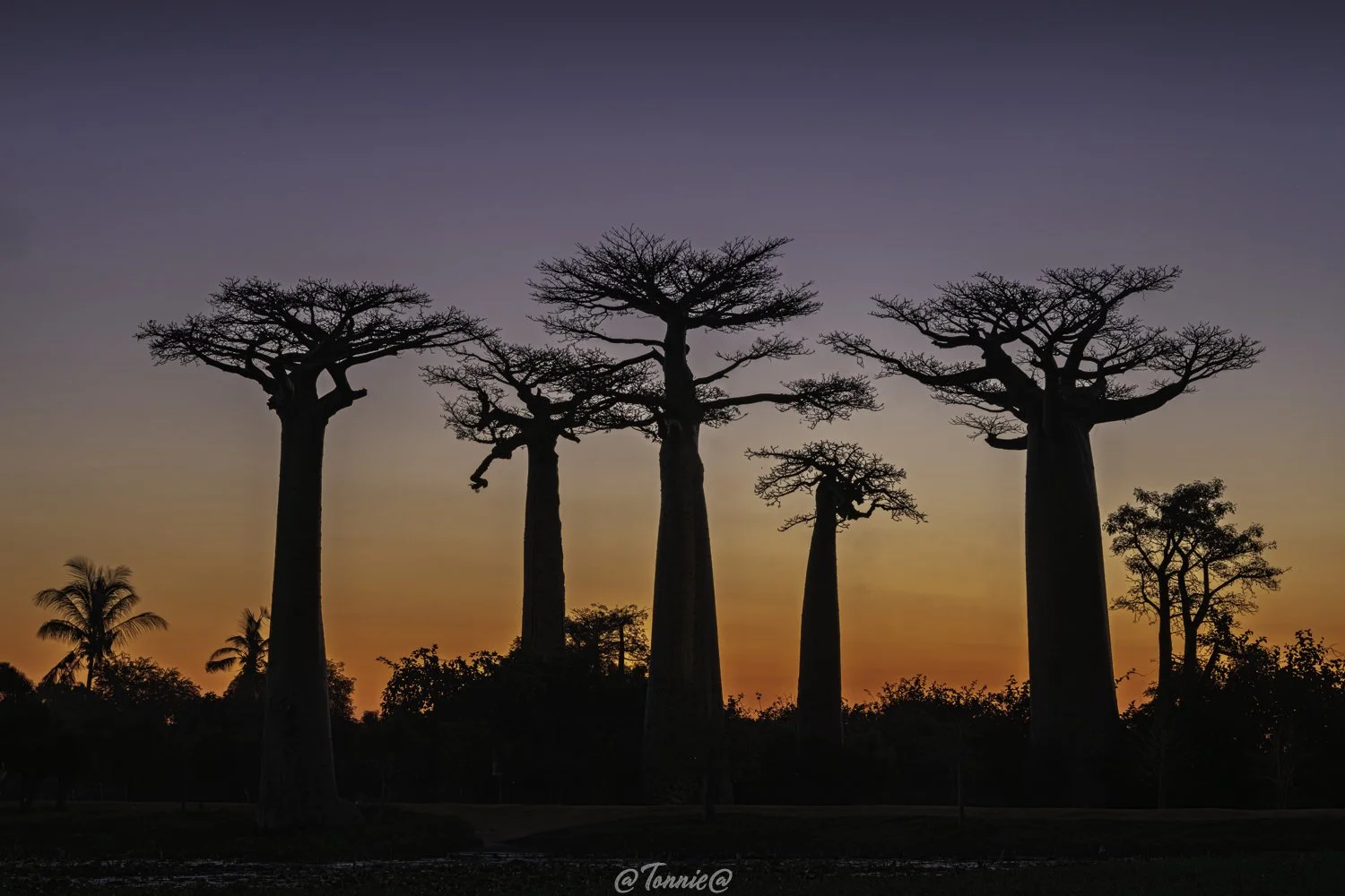 Baobab Avenue the classicn look with sunset ss more purple.jpg