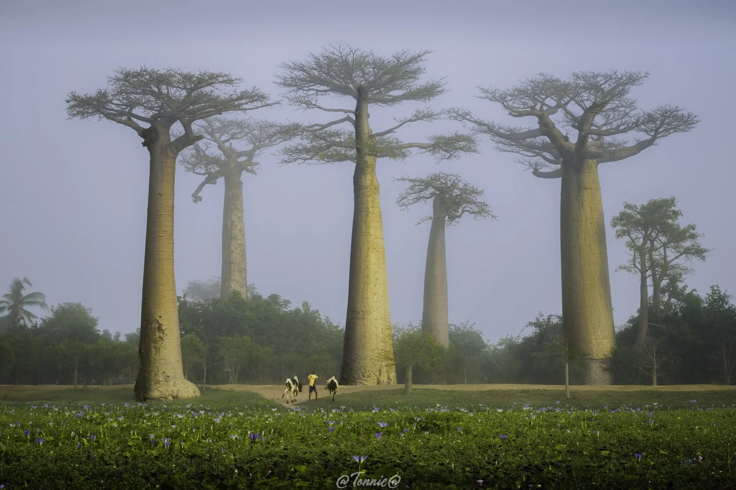 Madagascar Avenue de Baobab met zebu in de mist ss.jpg