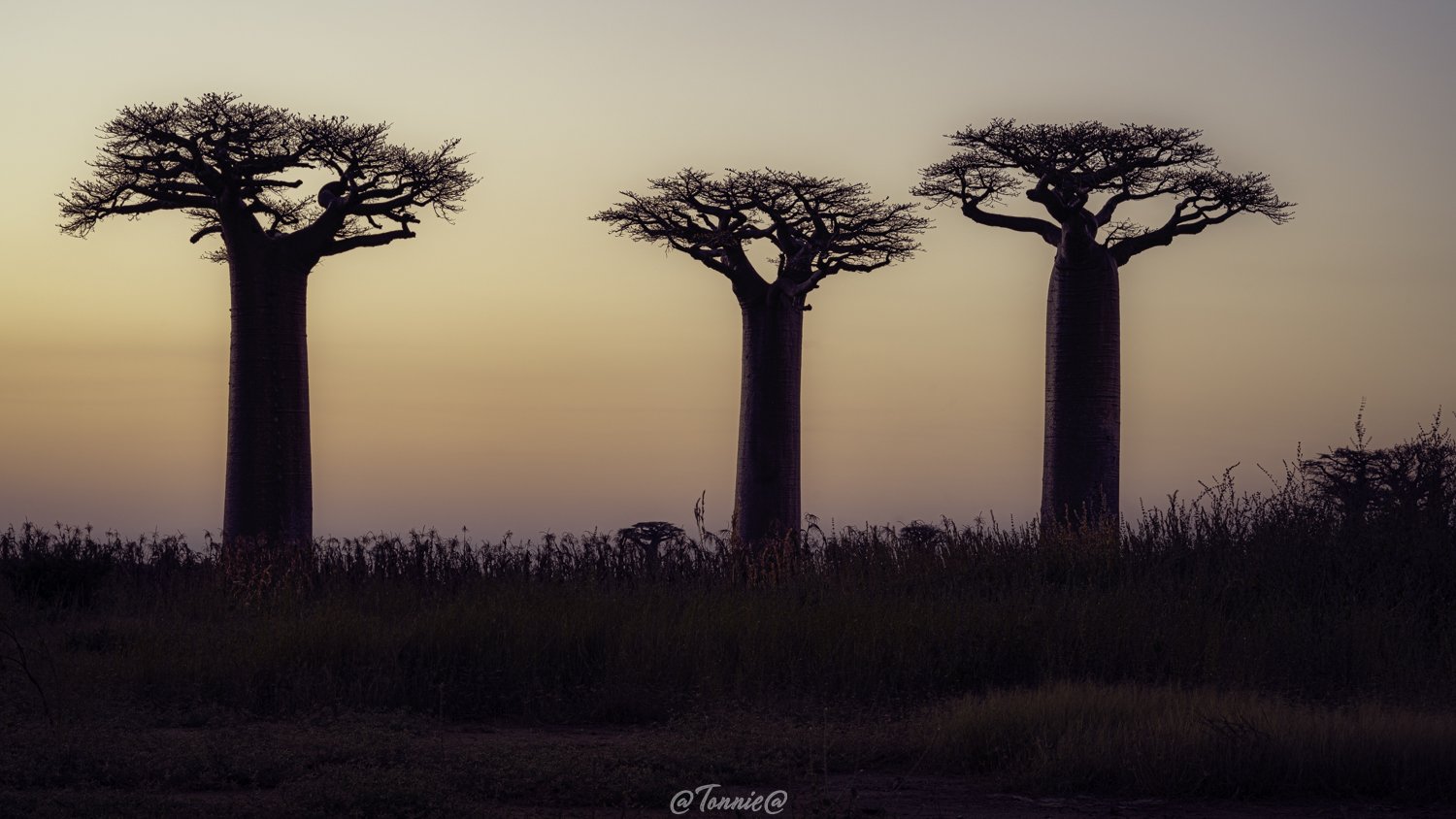 Madagascar 3 baobabs with sunset ss.jpg