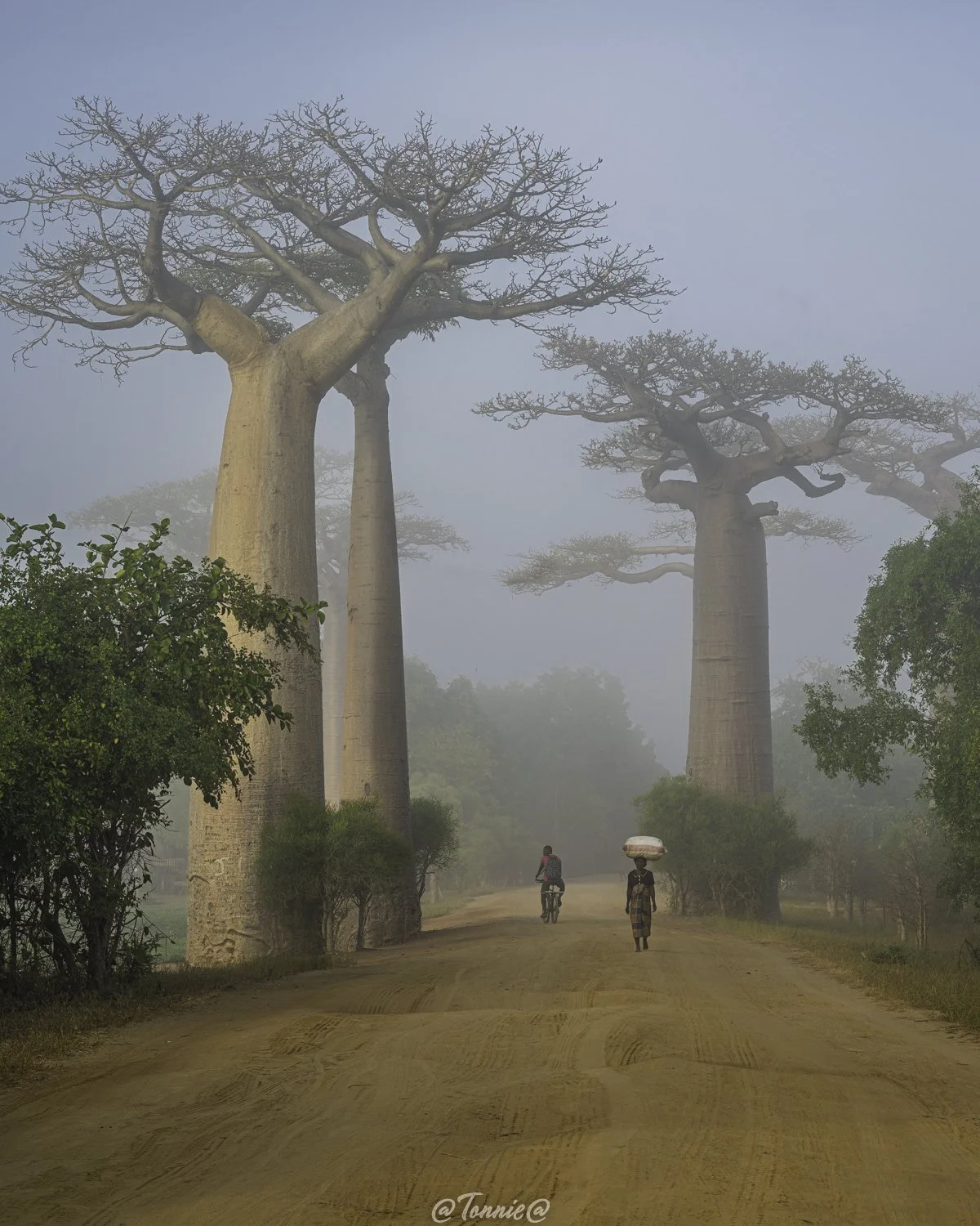 Madagascar Avenue de Baobab vrouw en fietser ss.jpg