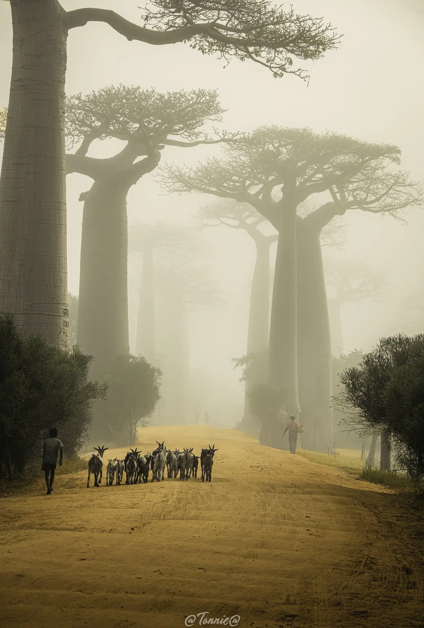 Baobab Avenue met geiten.jpg