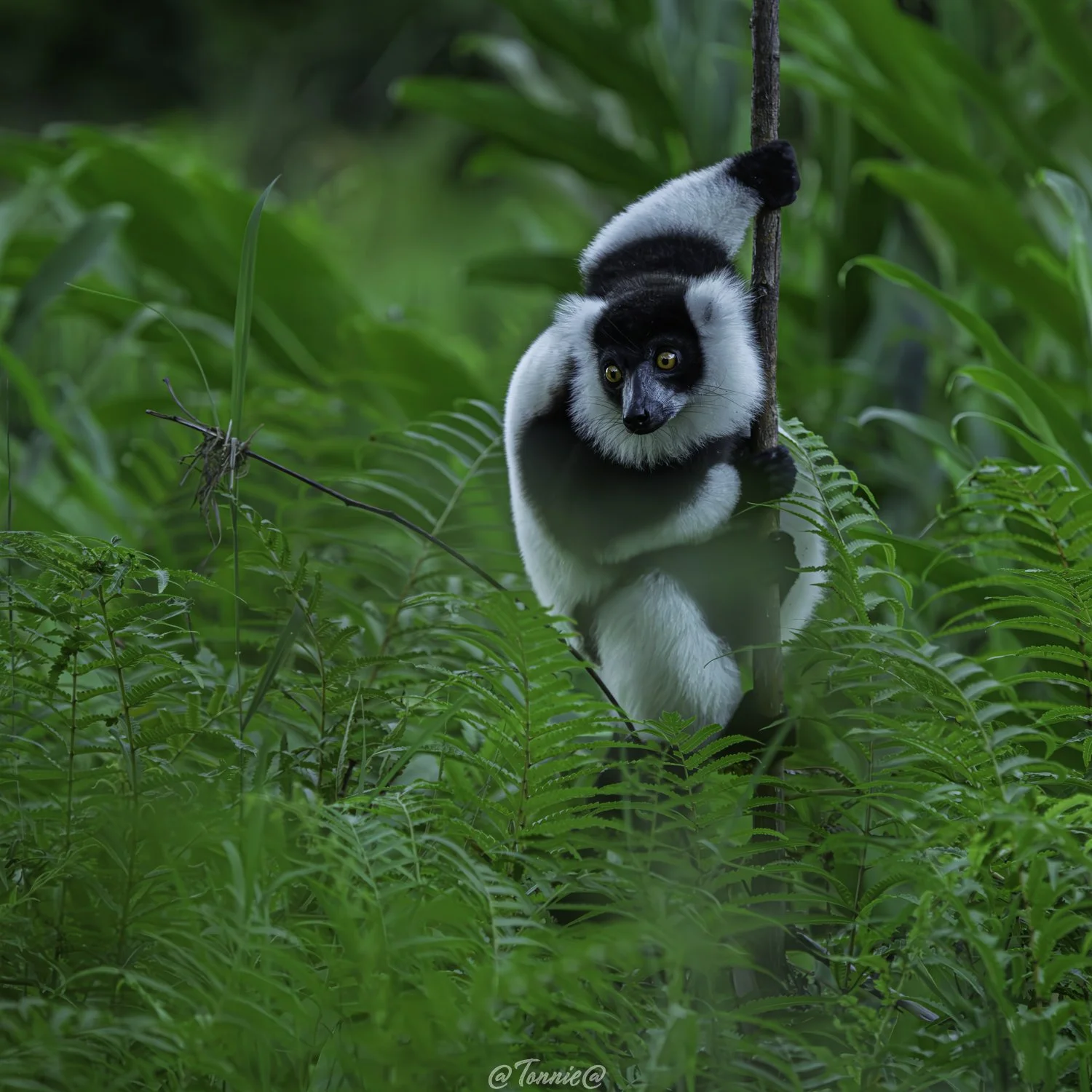 Madagascar Maki in het groen ss.jpg