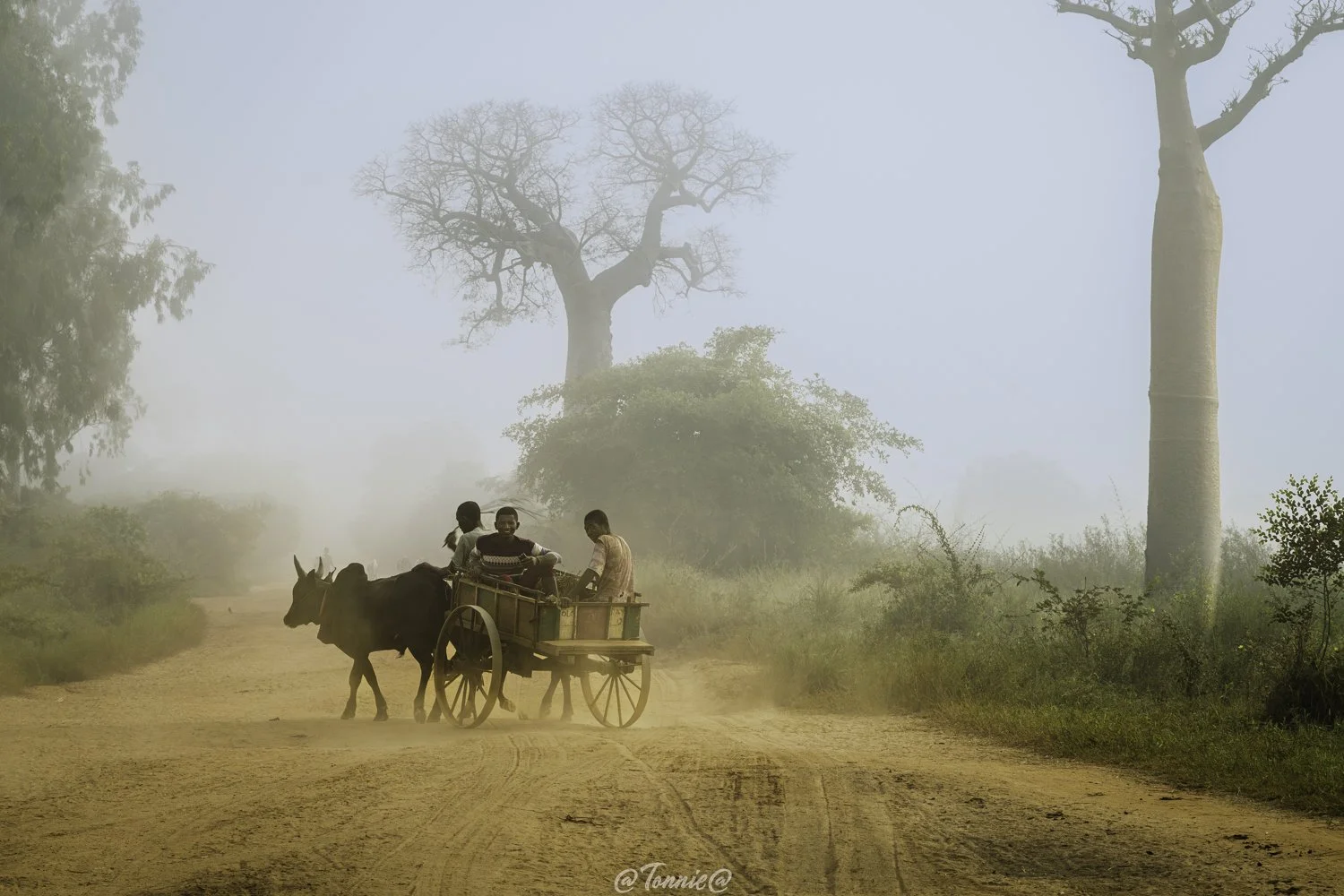 Madagascar Avenue de Baobab kar met zebu  2 ss.jpg