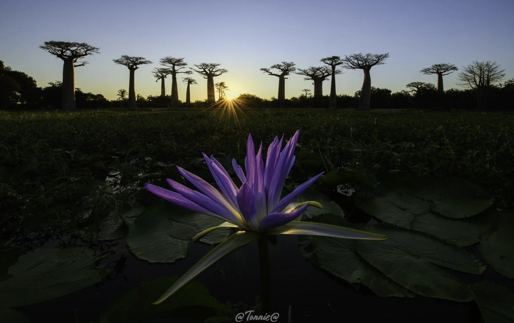 Baobab Avenue water met lelie ss.jpg