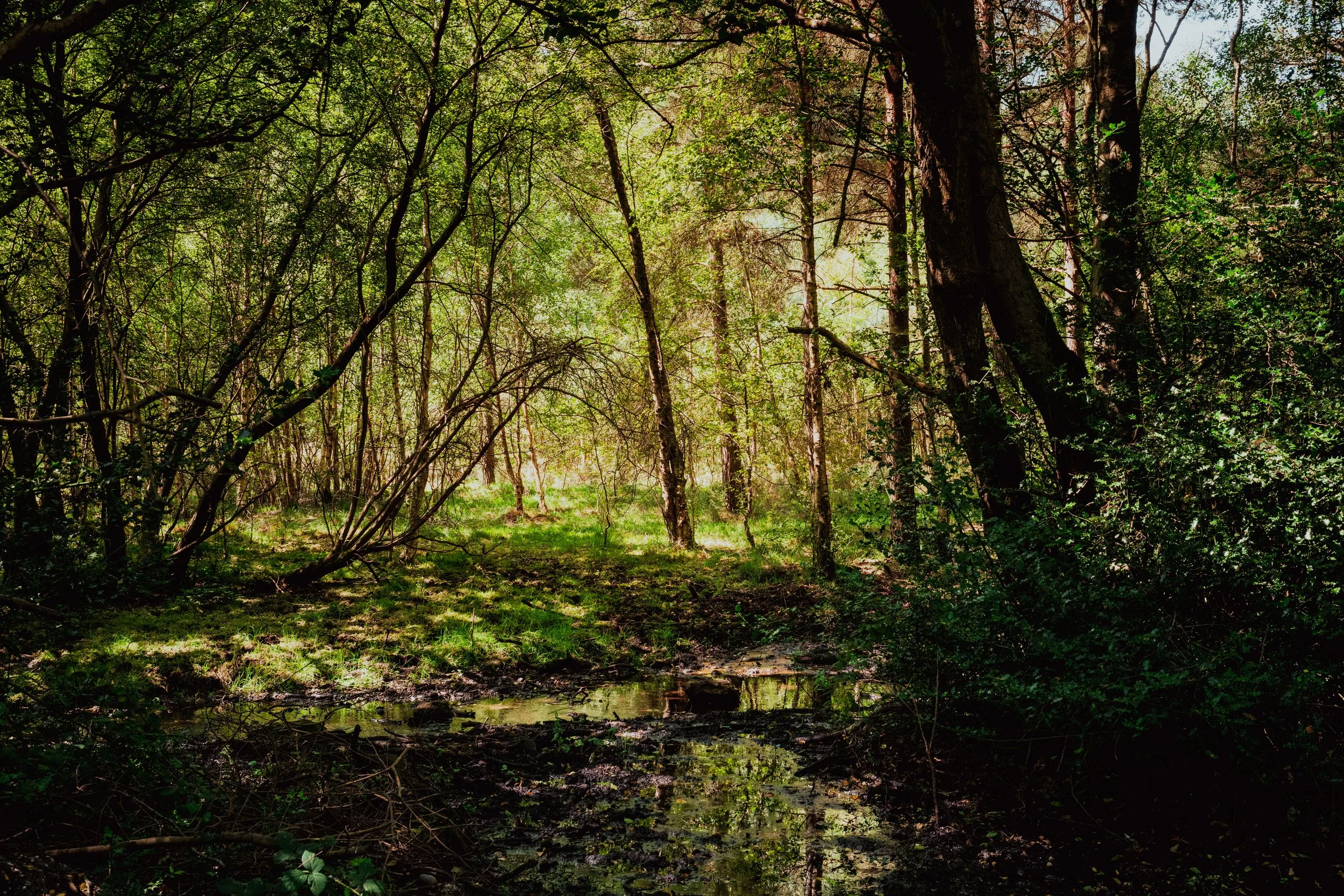Green space-4746.jpg