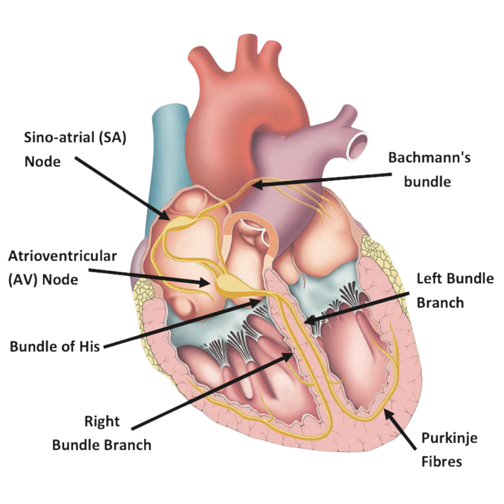 Cardiac conduction system