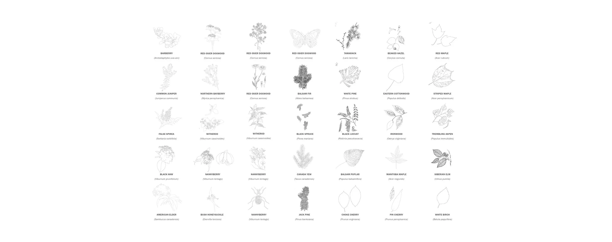 Existing cenovus courtyard: micro site analysis