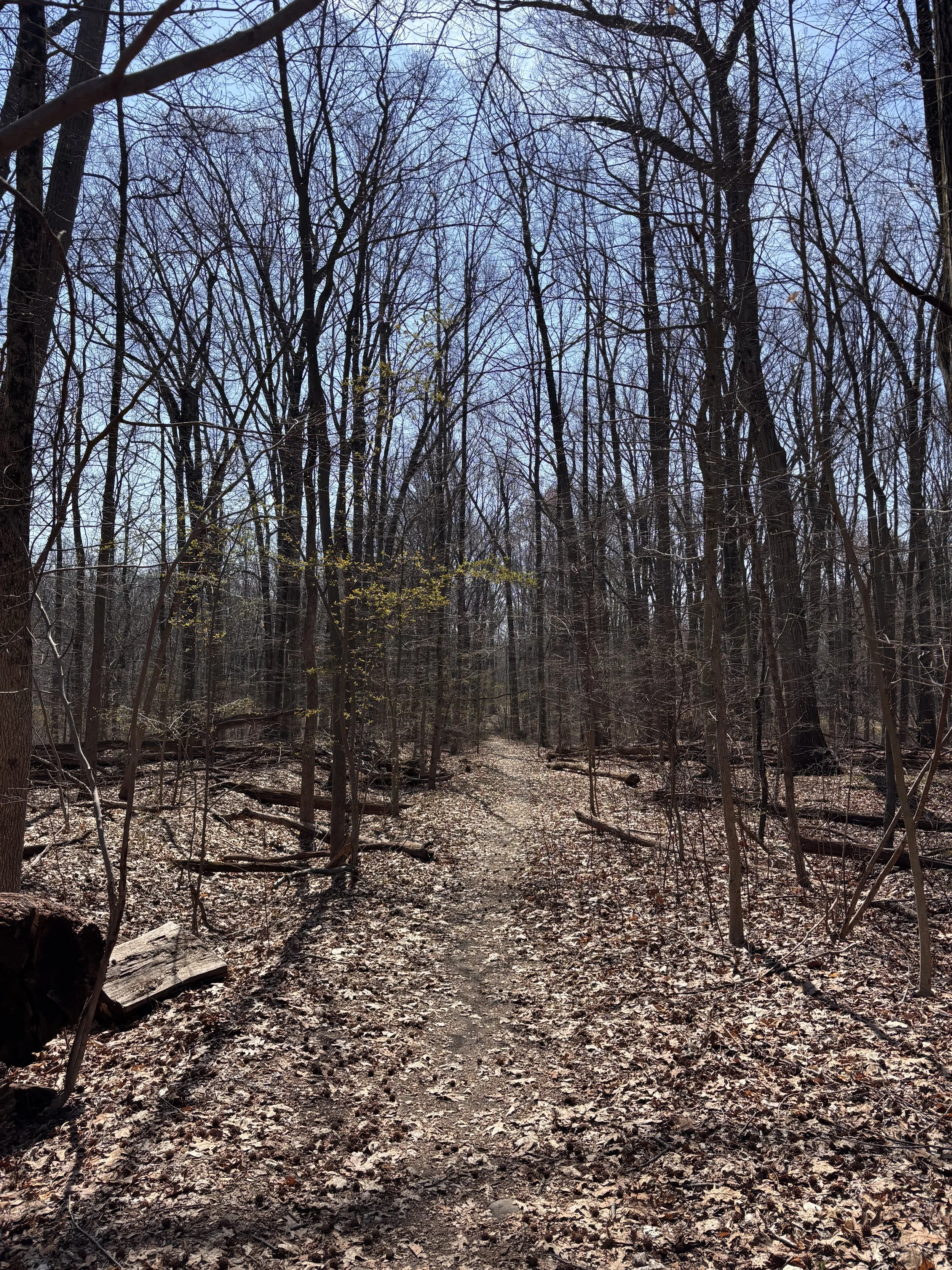 forest 1.jpeg