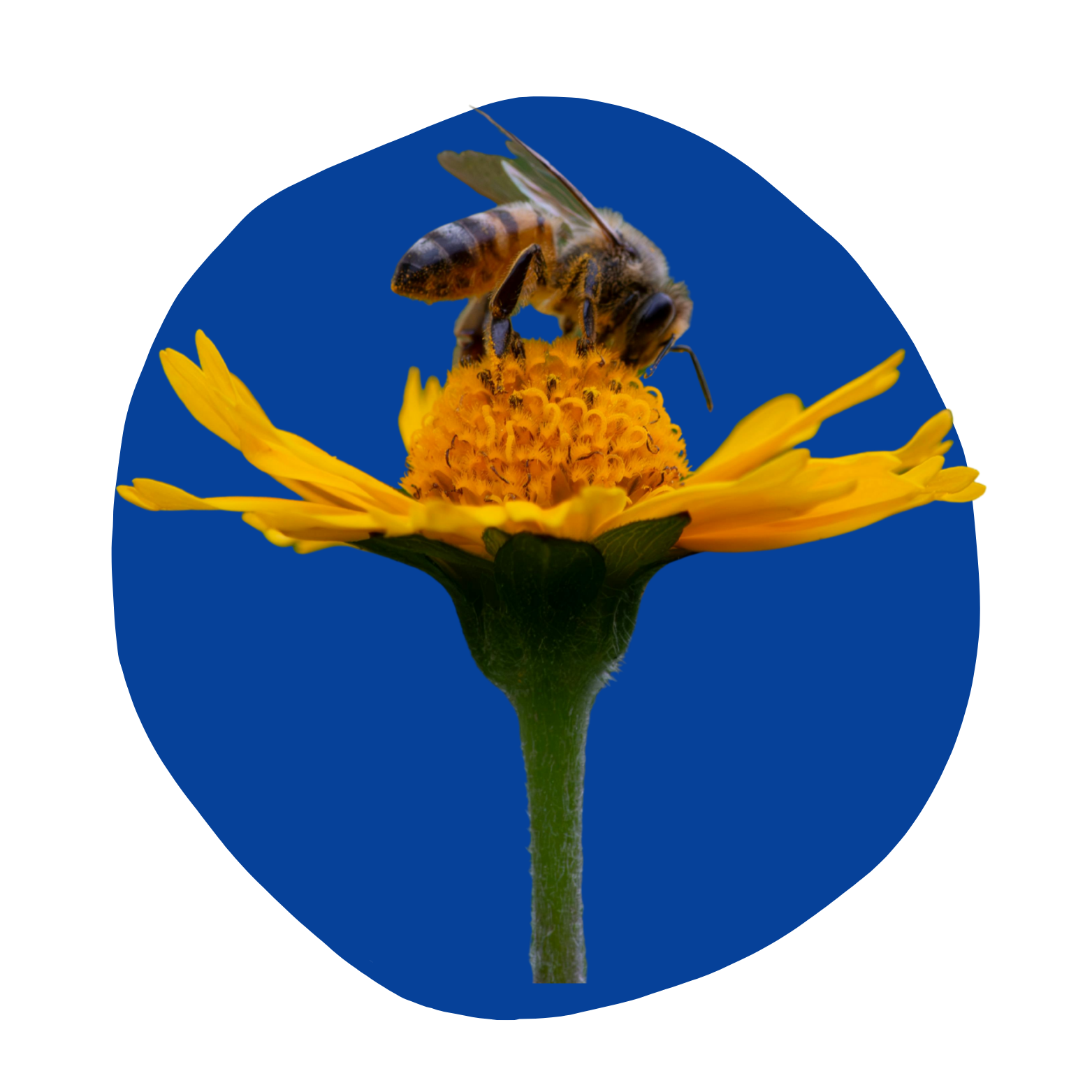 Honey Bee