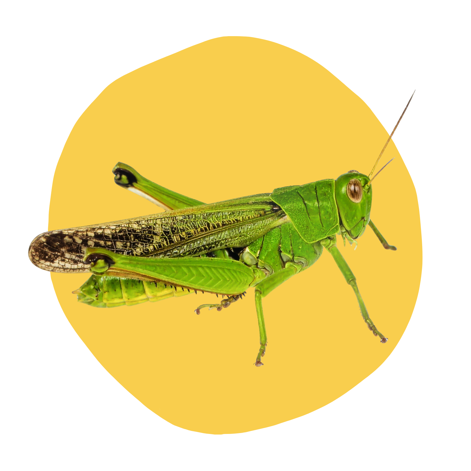Grasshopper