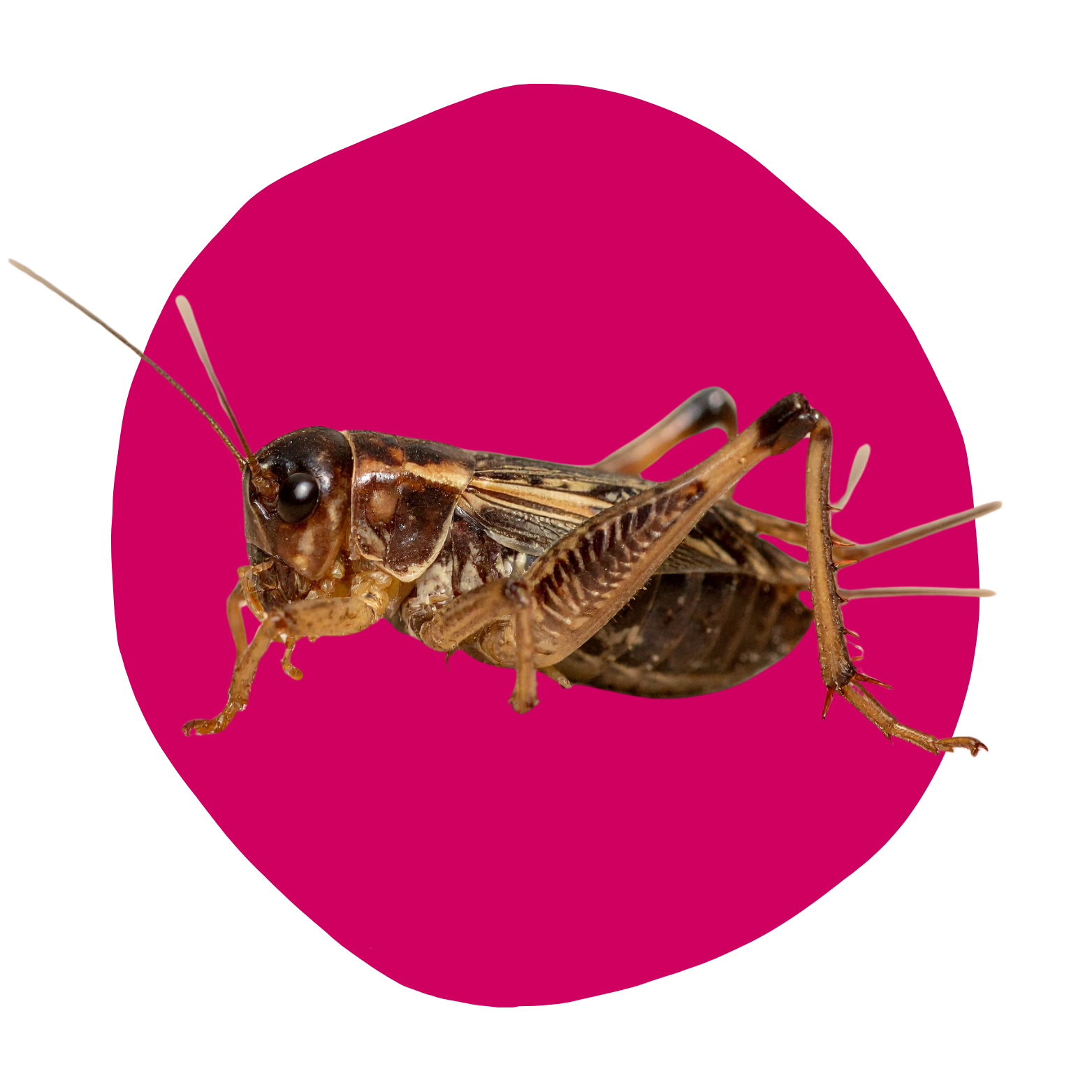 Cricket