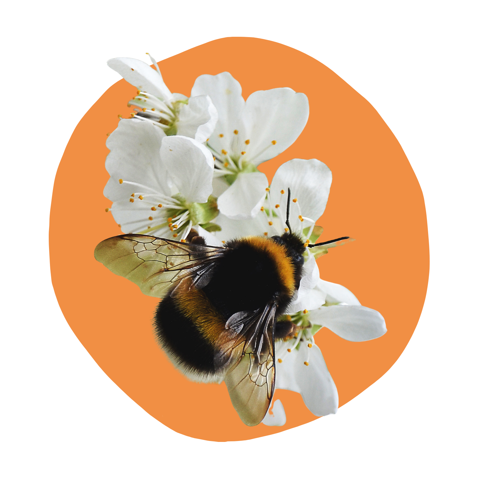 Bumblebee