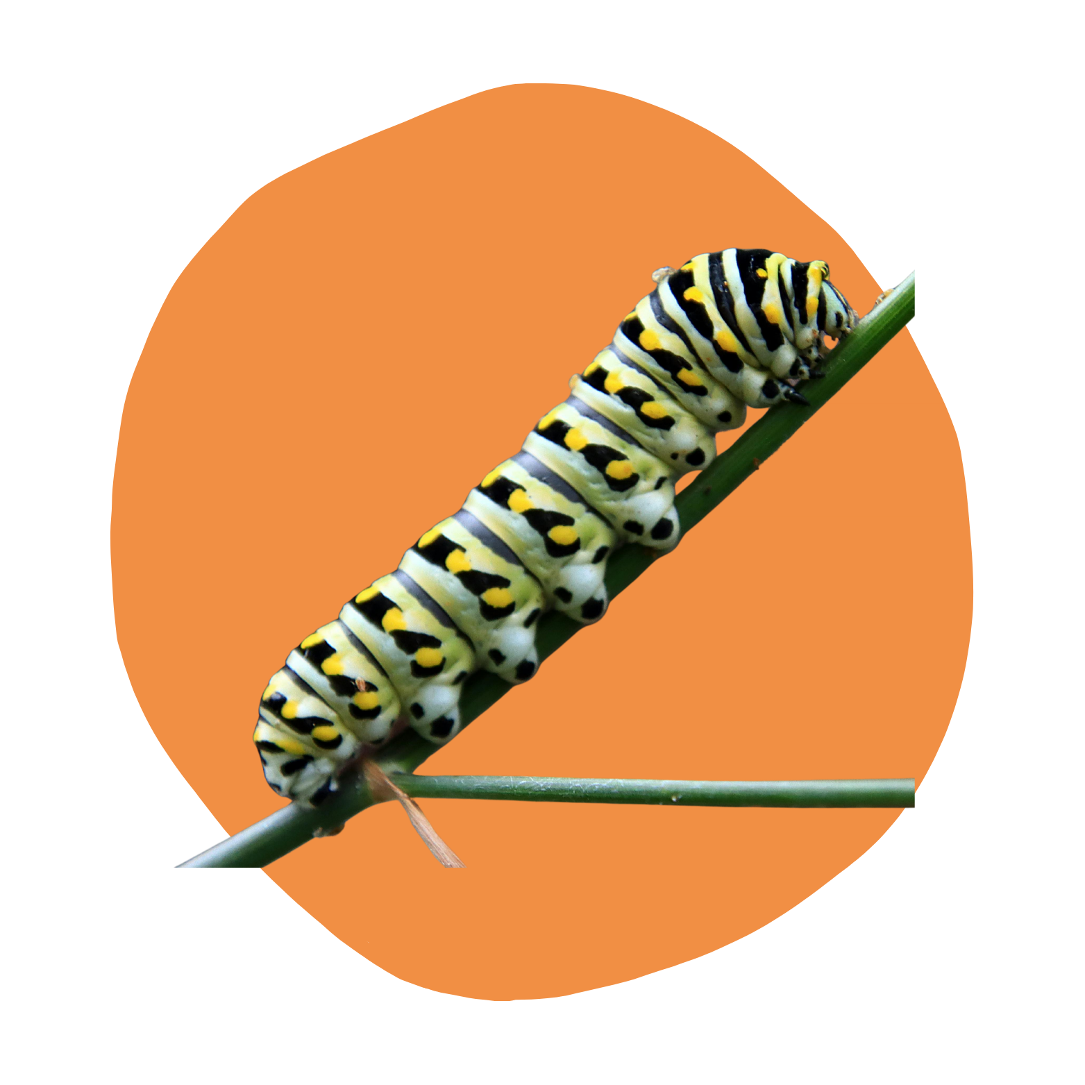 Caterpillar