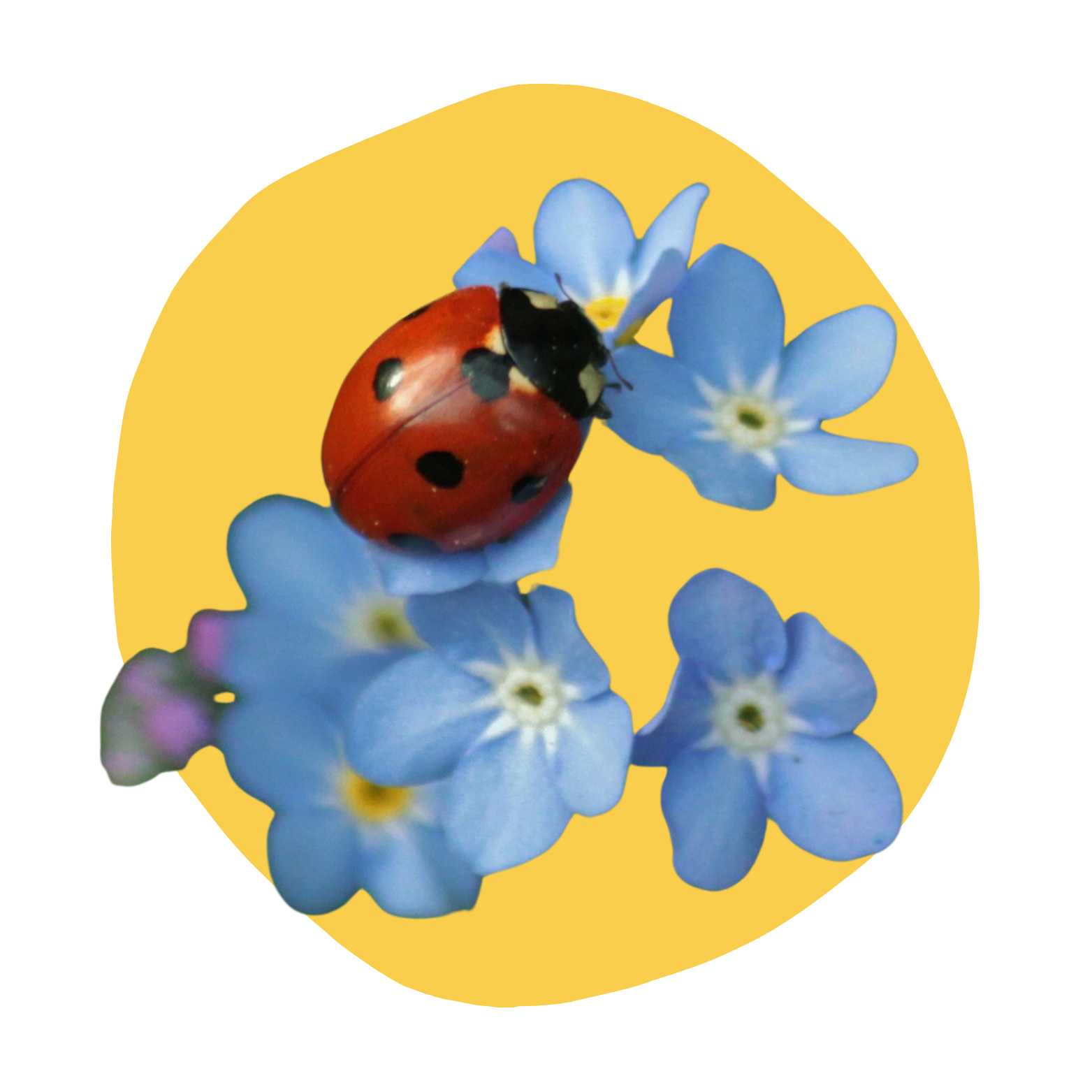 Ladybug