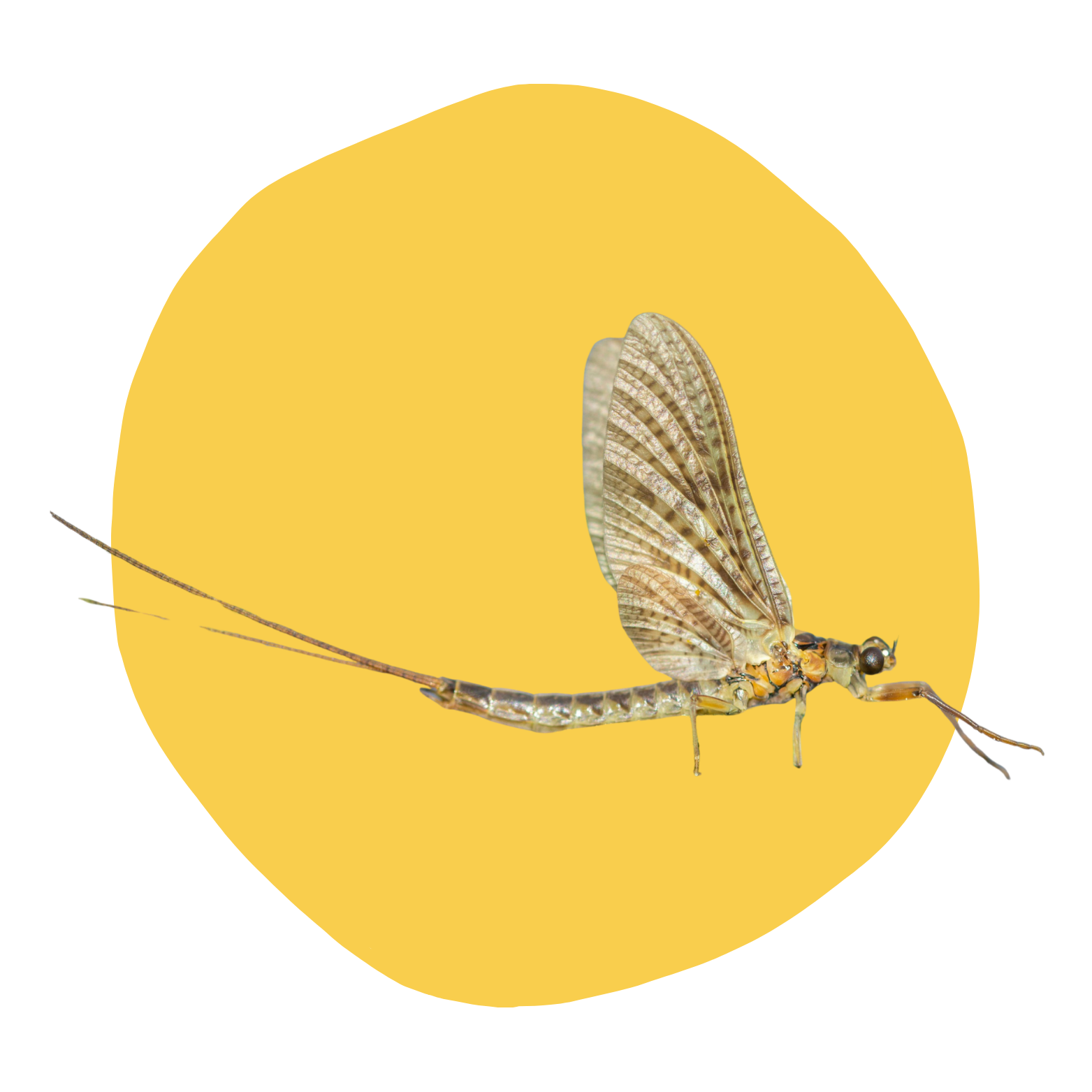 Mayfly